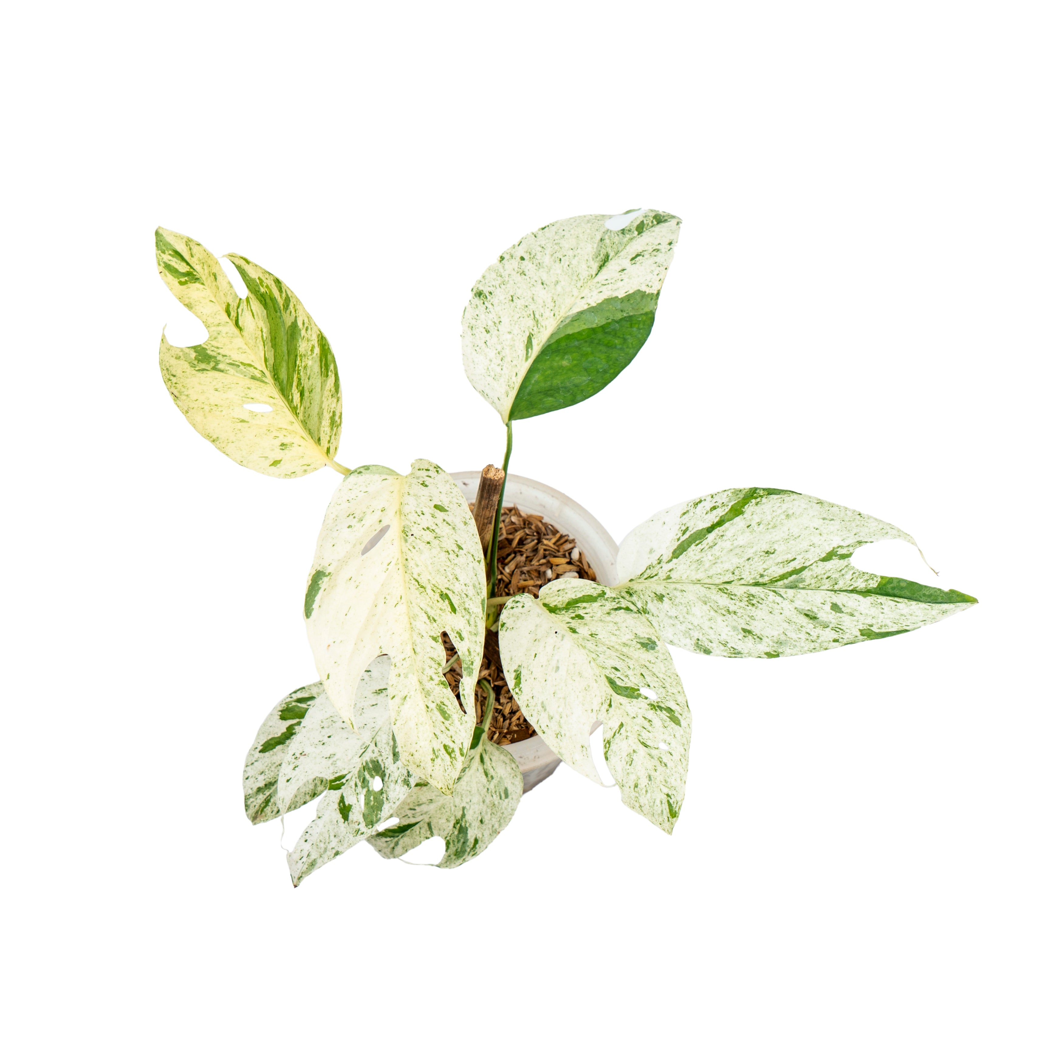 Epipremnum pinnatum marble variegated