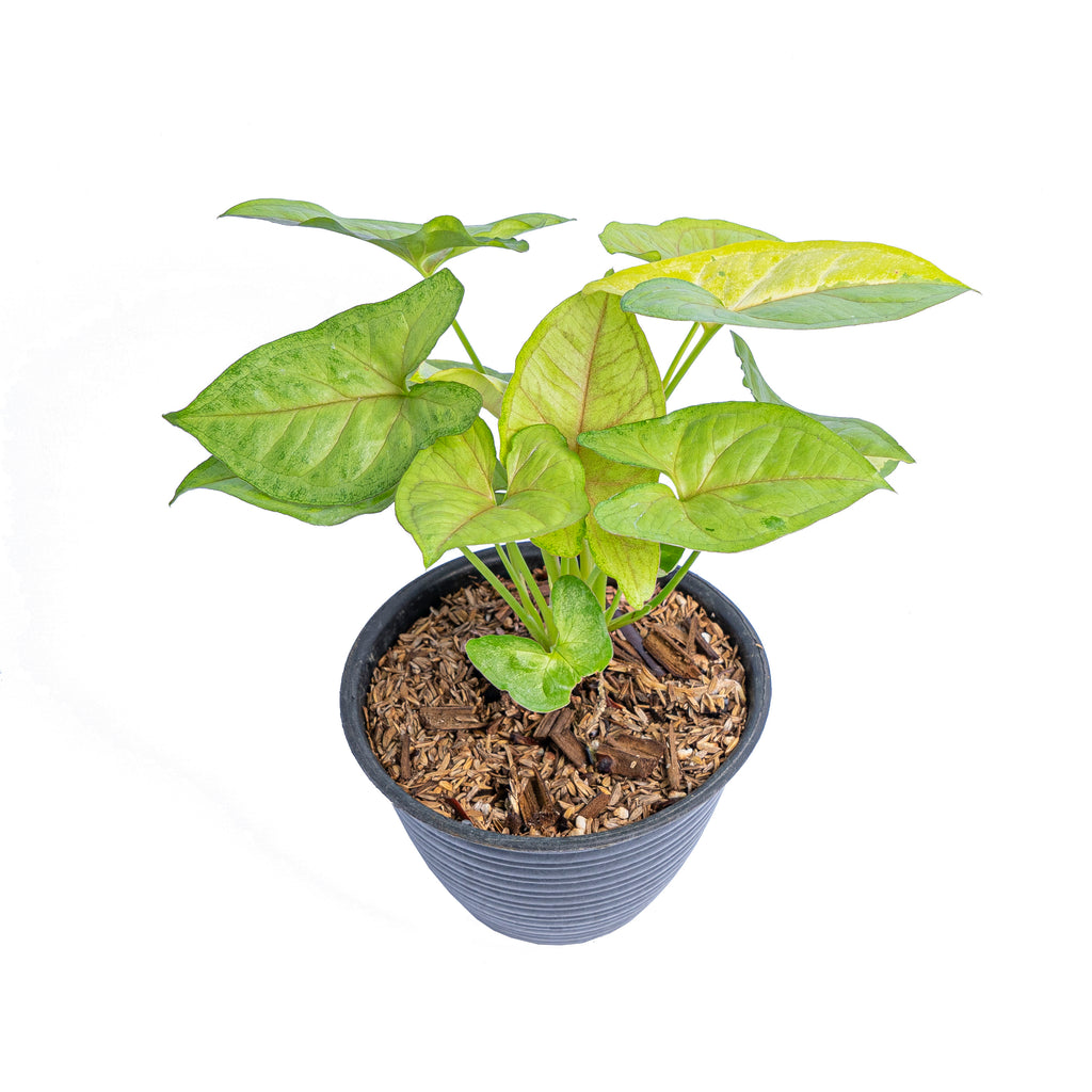 Syngonium lime soda – Aroid Market