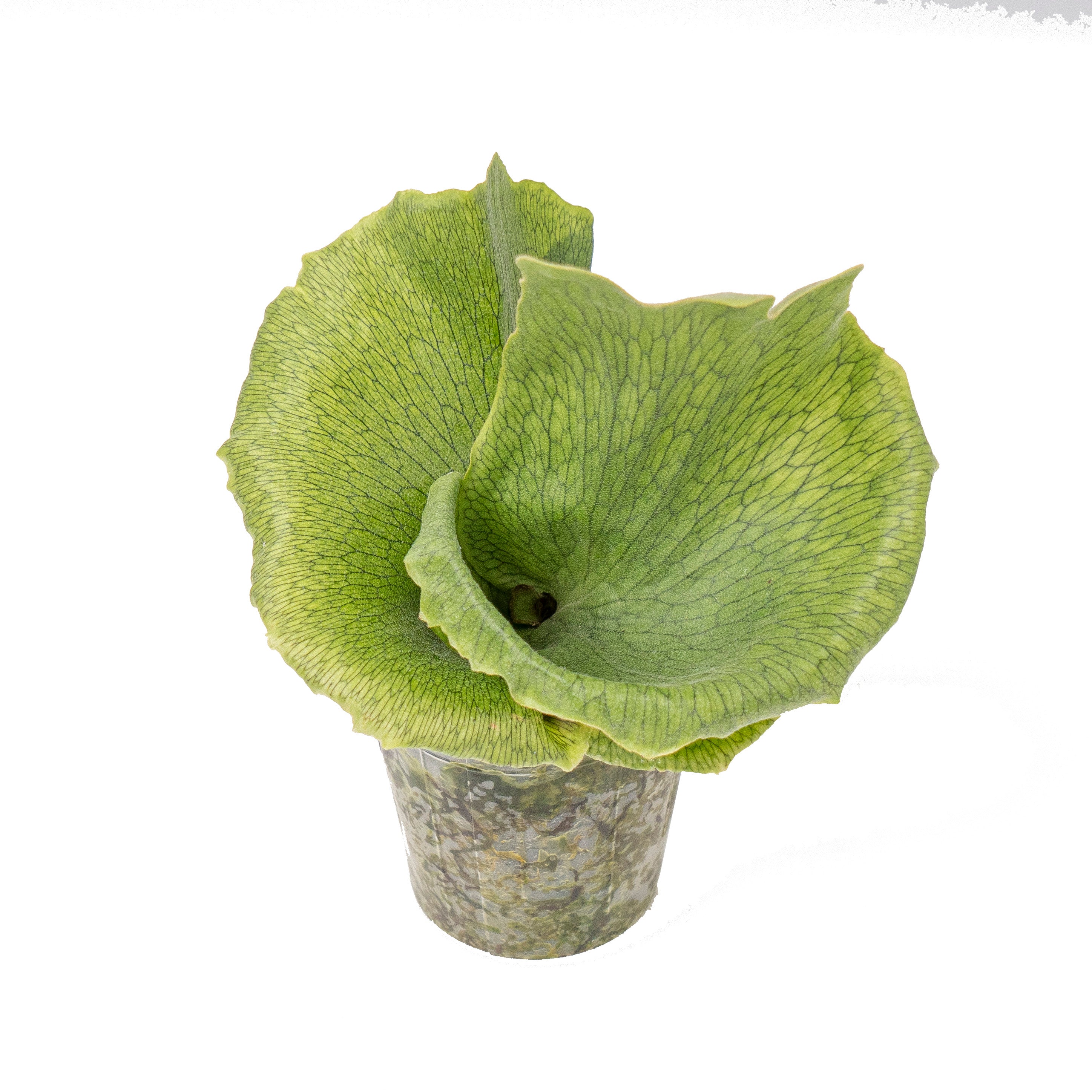 Platycerium wandae