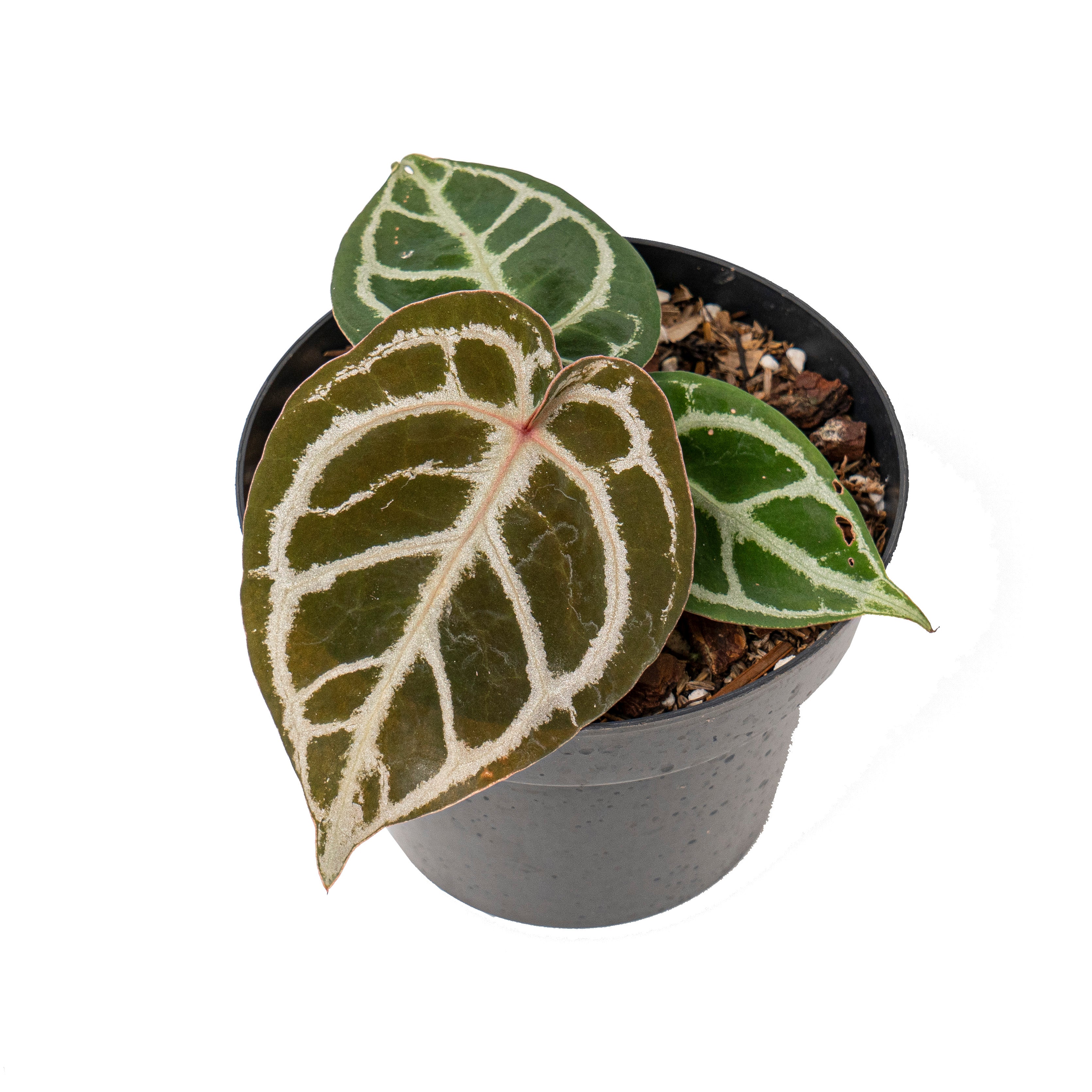 Anthurium red crystallinum NSE X dorayaki