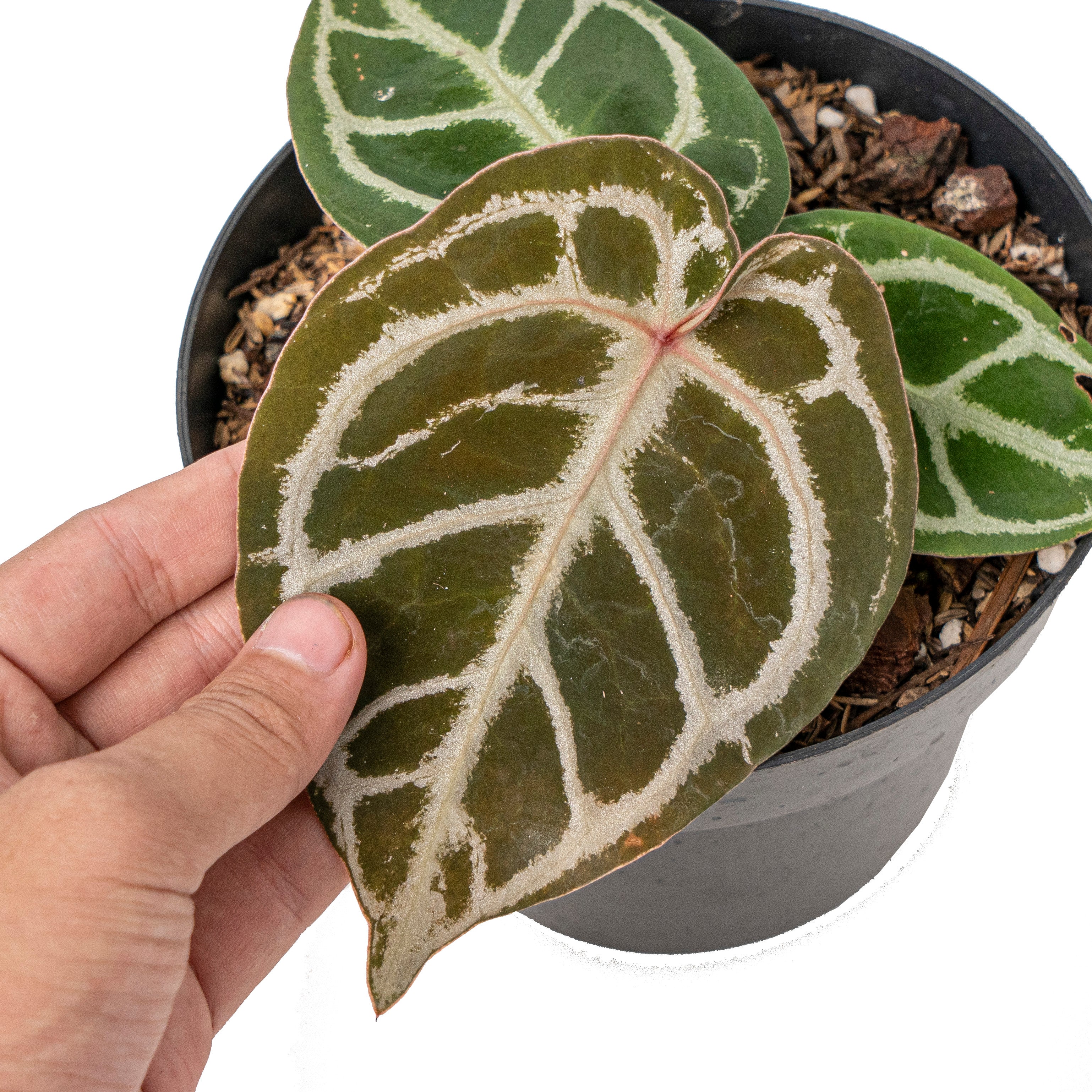 Anthurium red crystallinum NSE X dorayaki