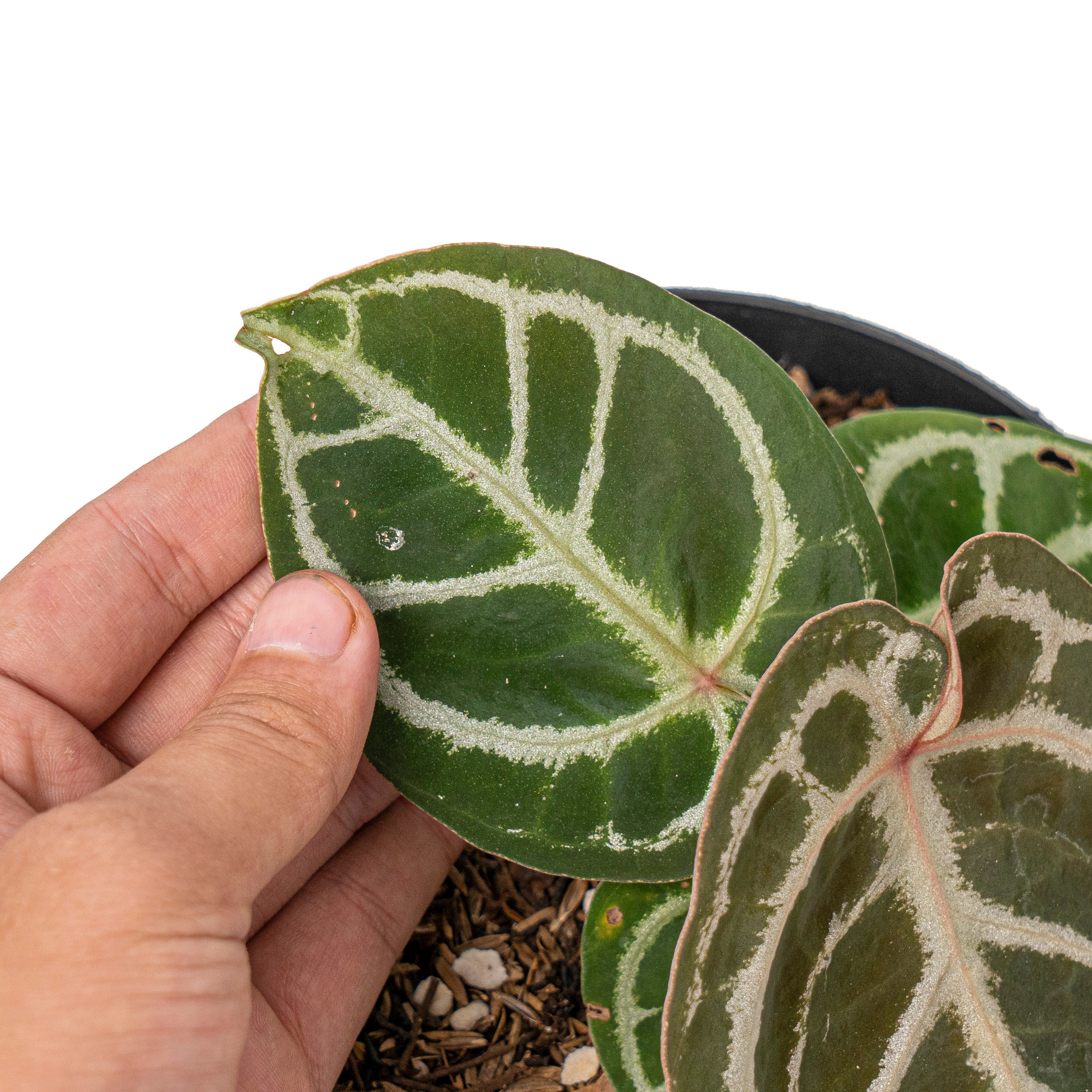 Anthurium red crystallinum NSE X dorayaki
