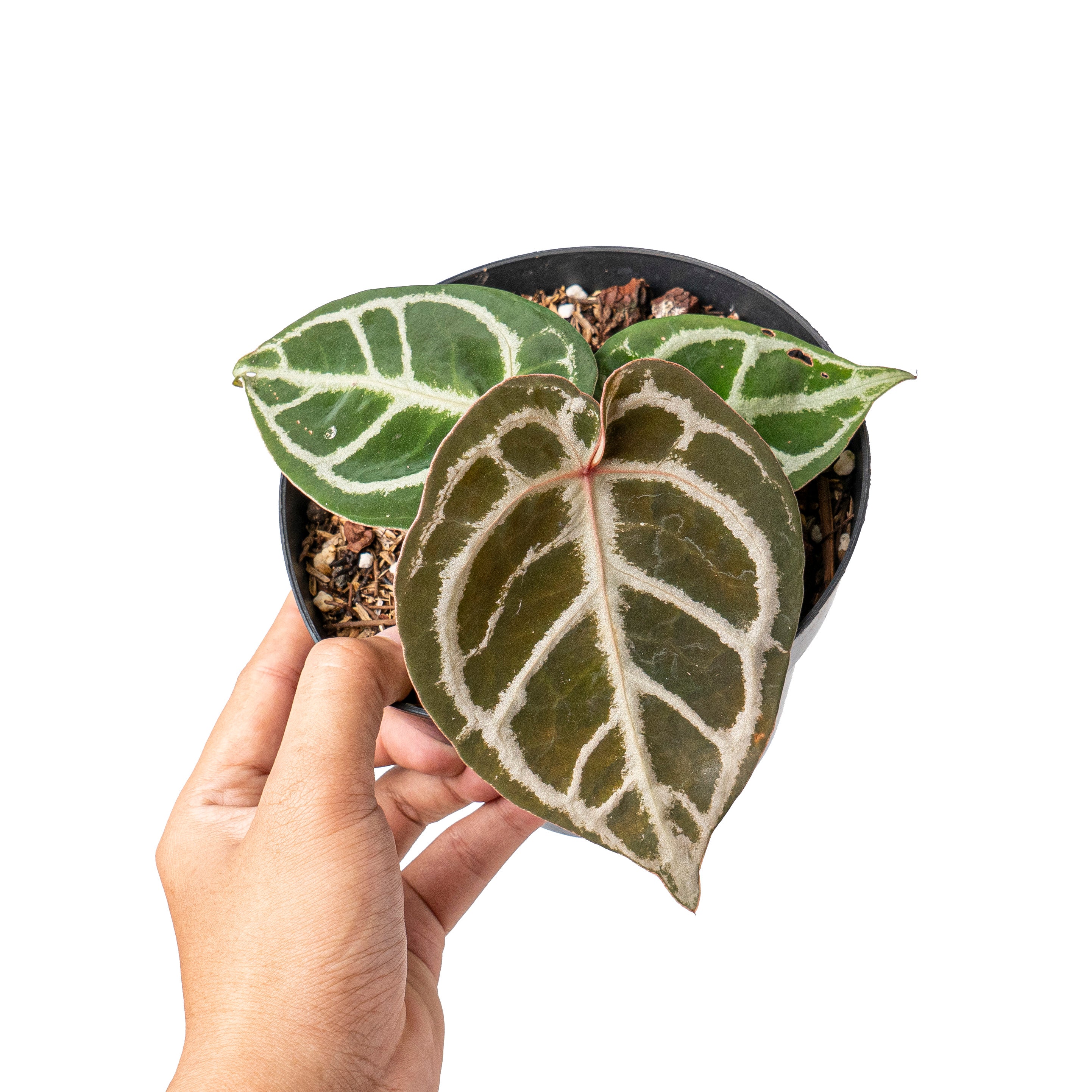 Anthurium red crystallinum NSE X dorayaki