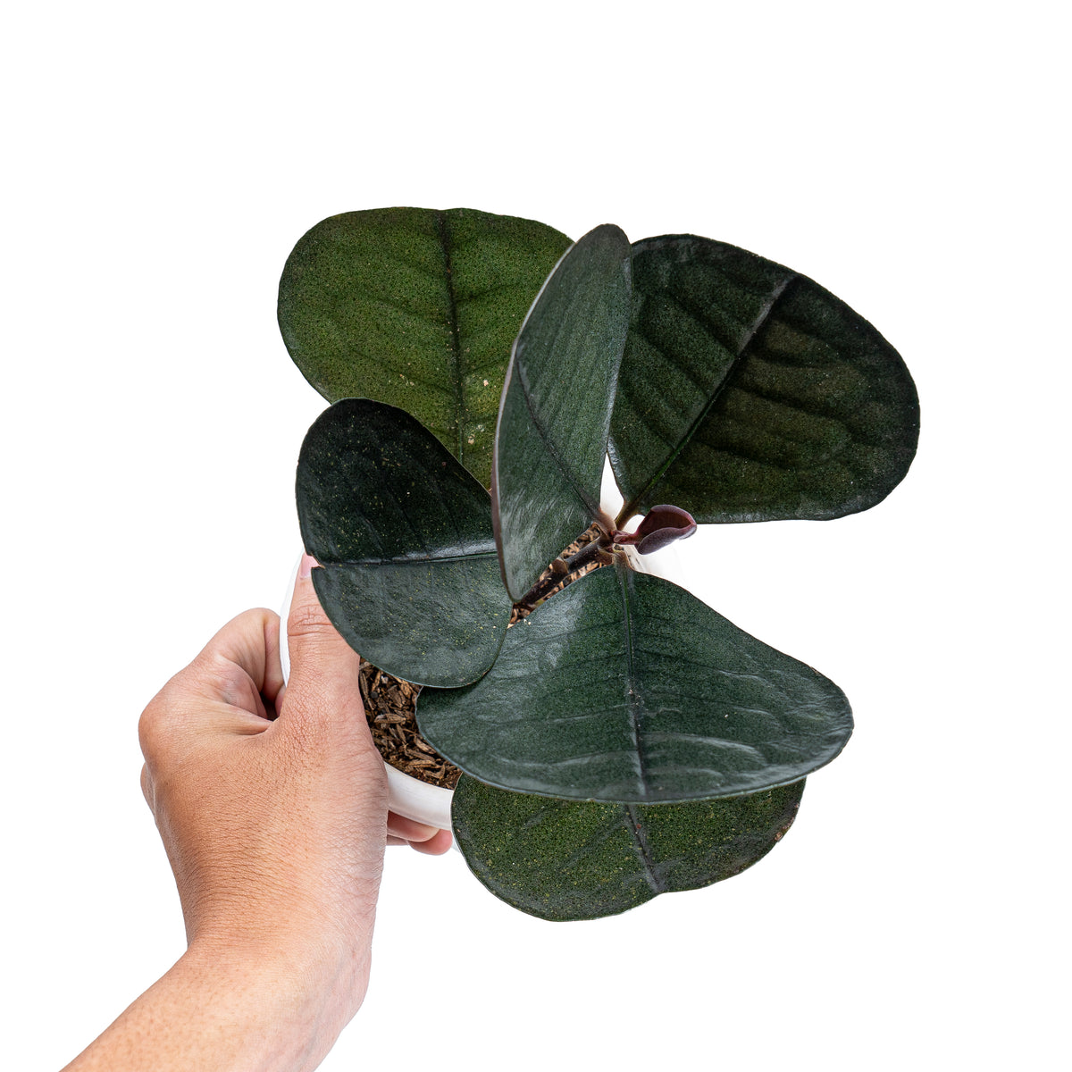 Labisia Sp Black Love