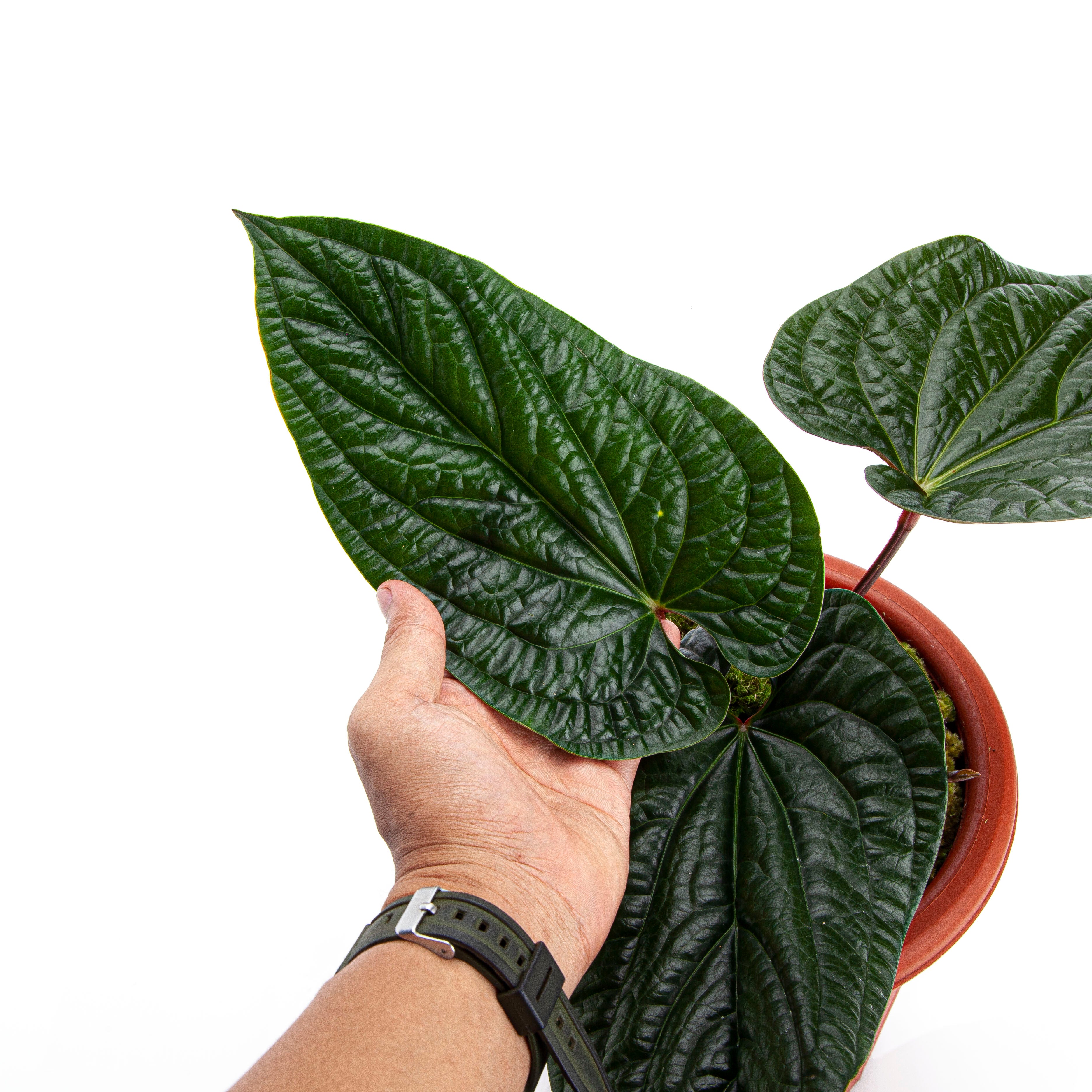 Anthurium Radicans