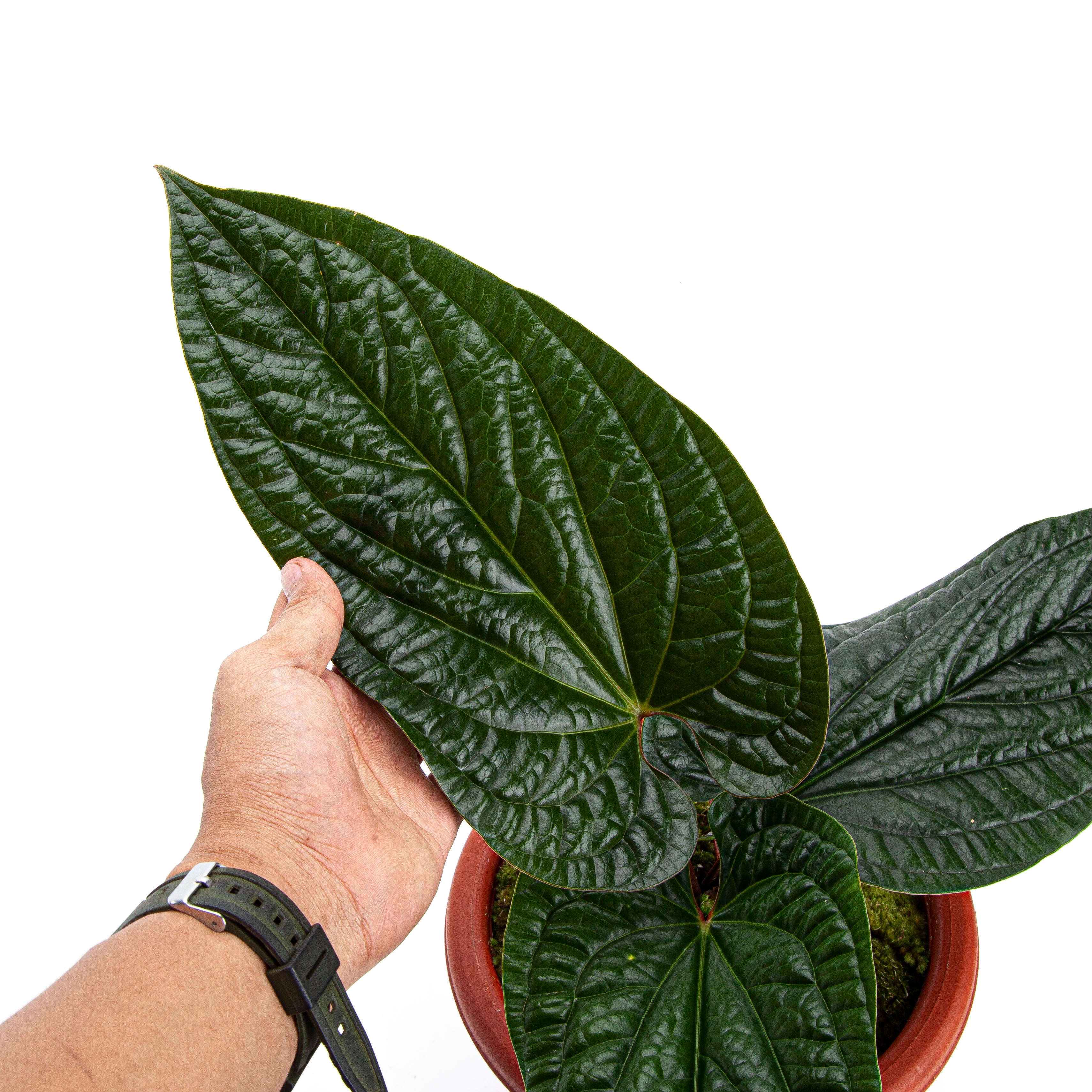 Anthurium Radicans