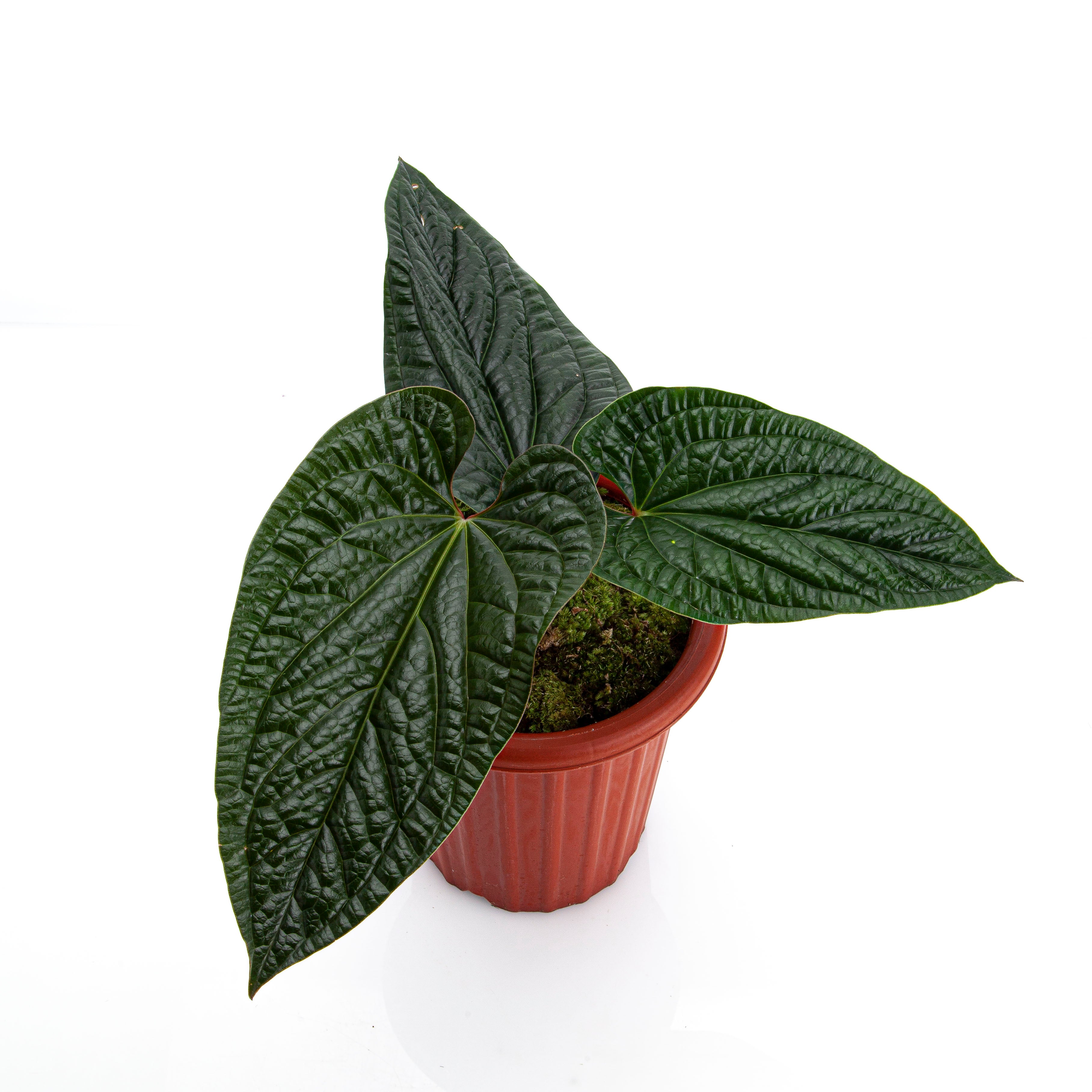 Anthurium Radicans