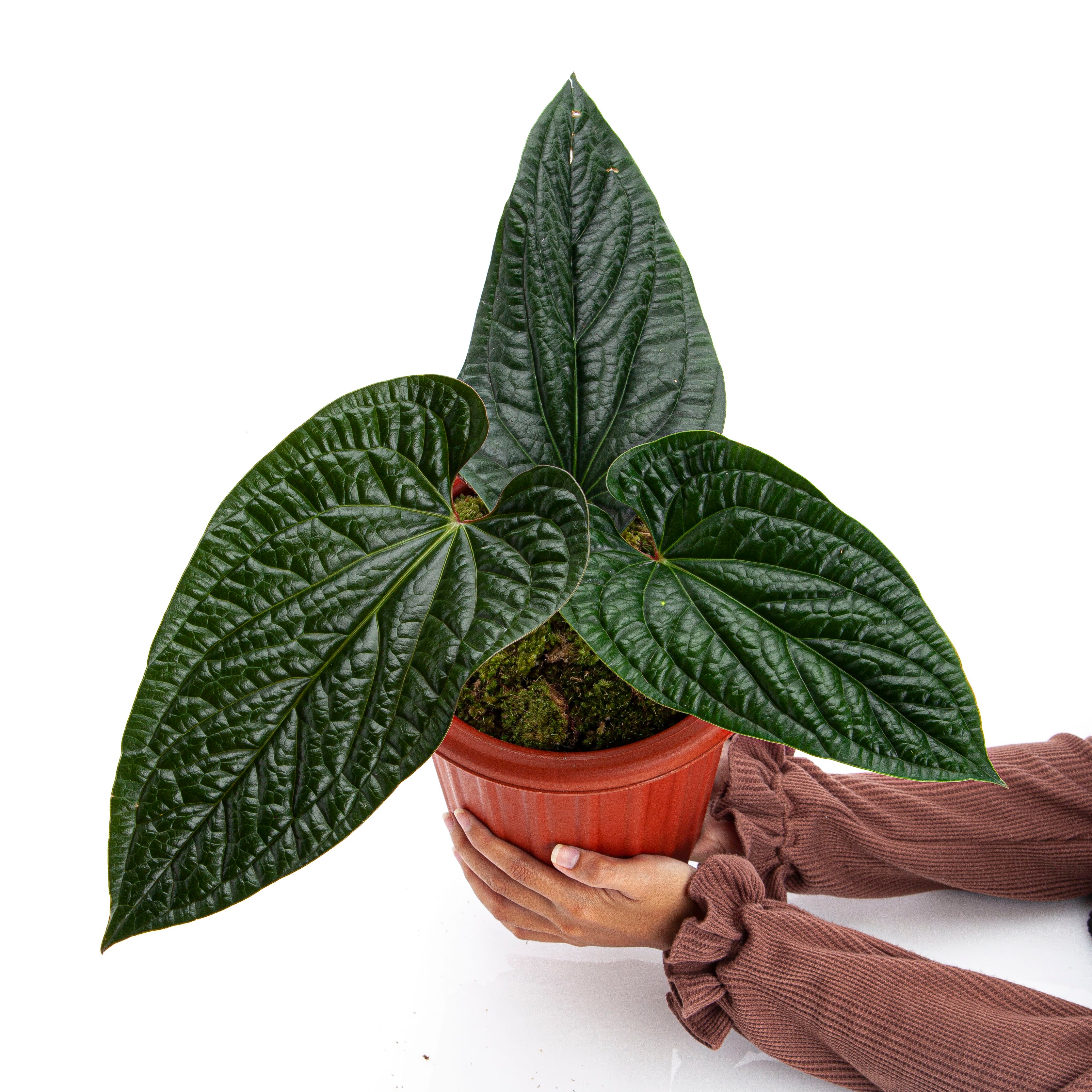 Anthurium Radicans