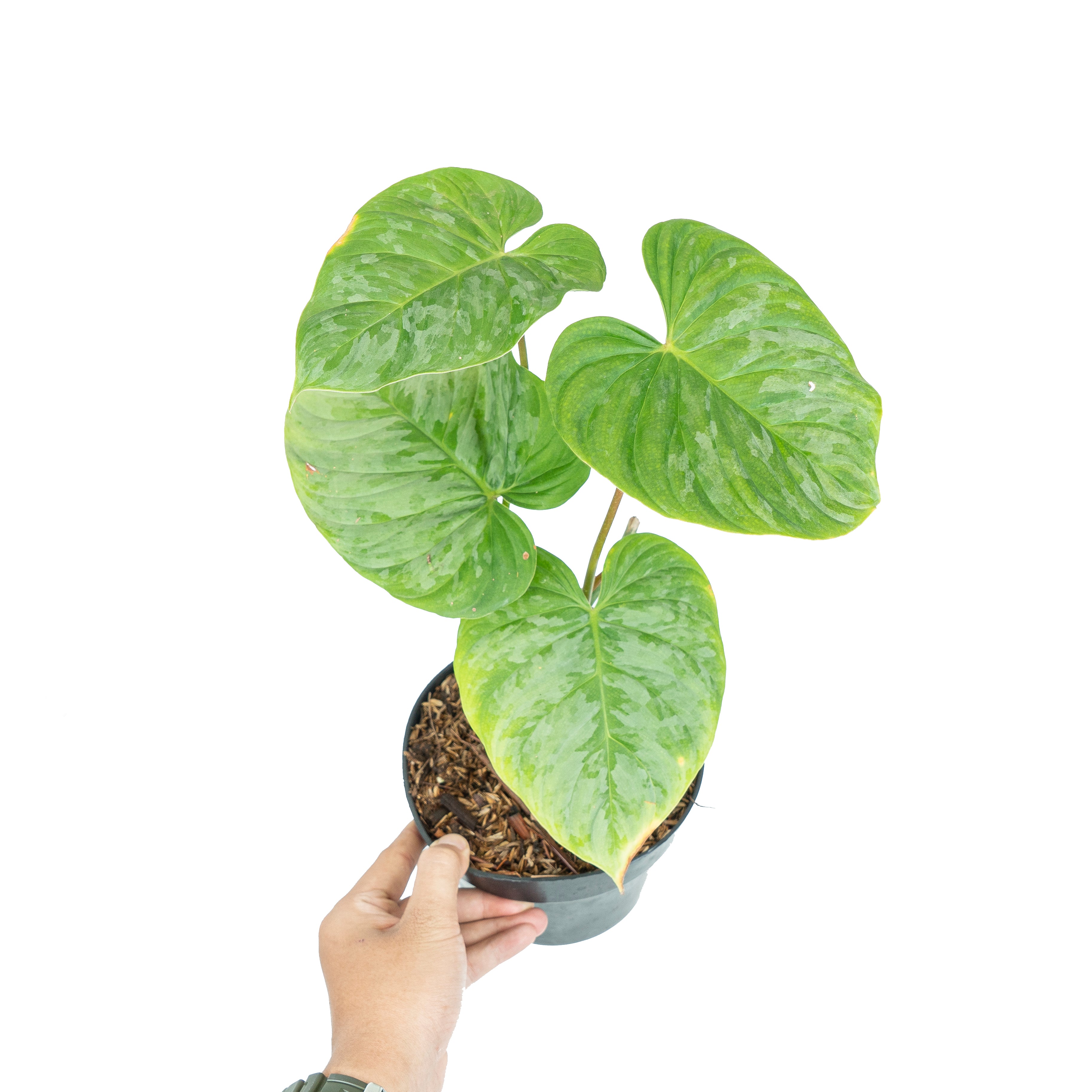 Philodendron Majestic (Sodiroi x Verrucosum)