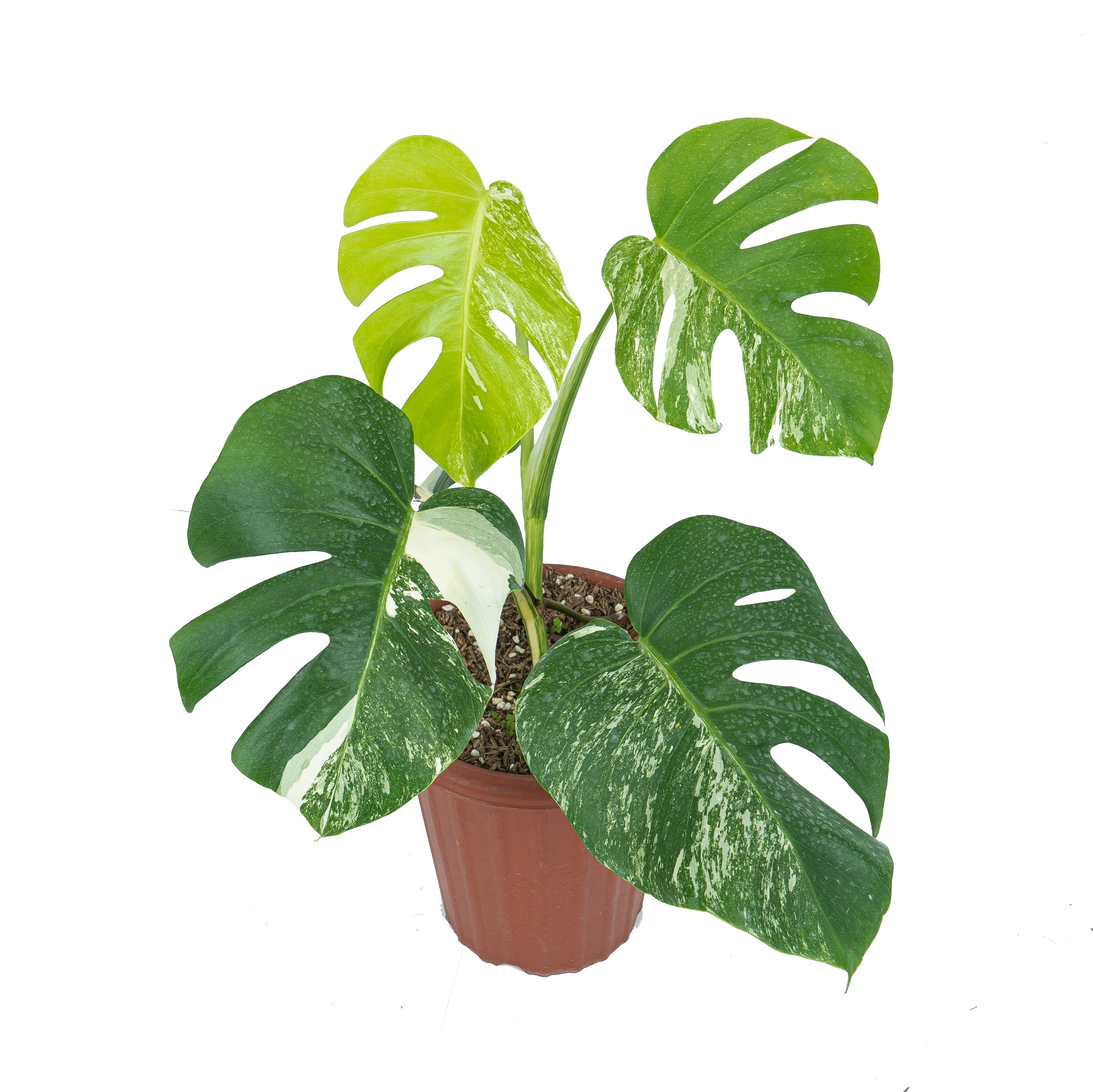 Monstera Essentials Pack