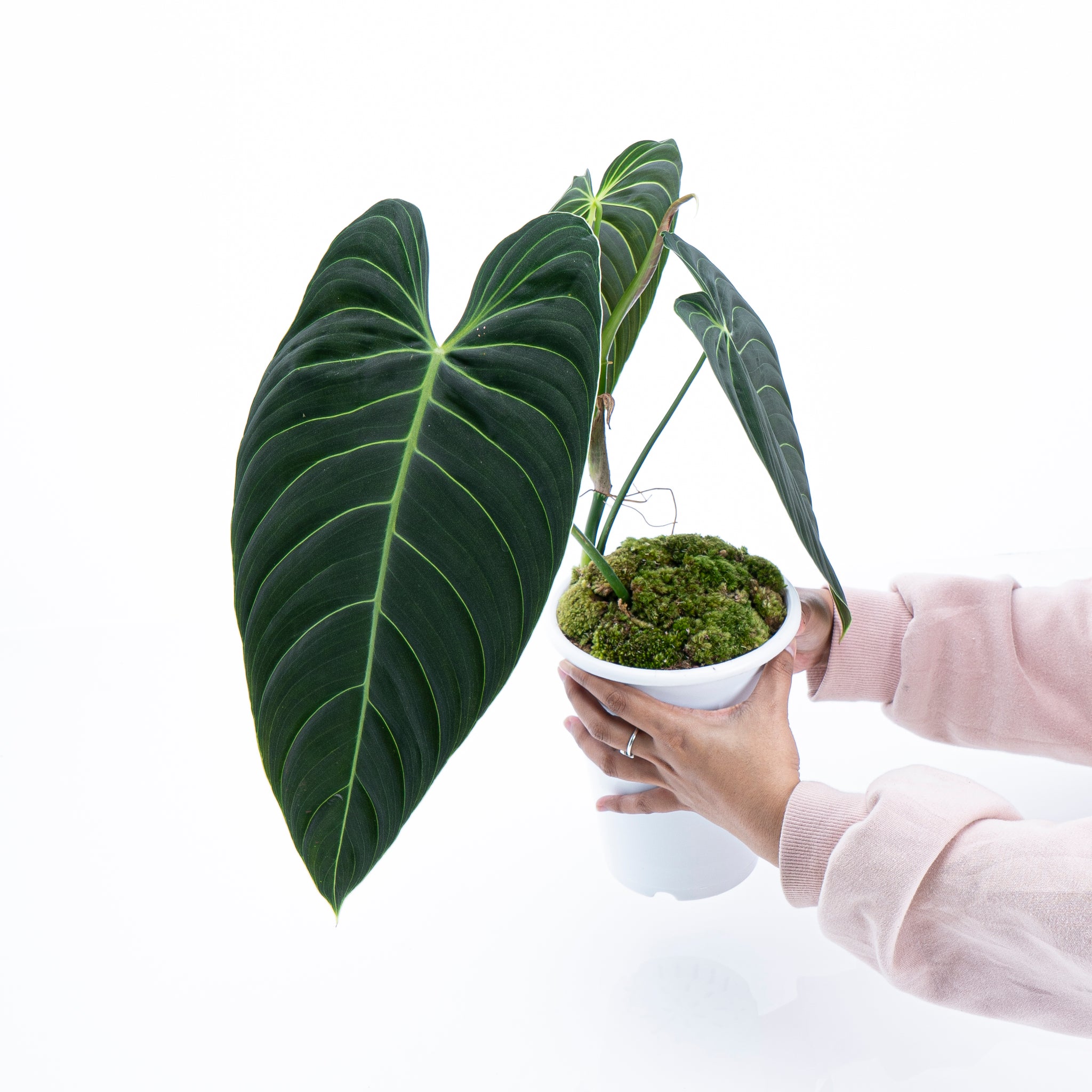philodendron angel large rooted philodendron spiritus sancti (Regular)