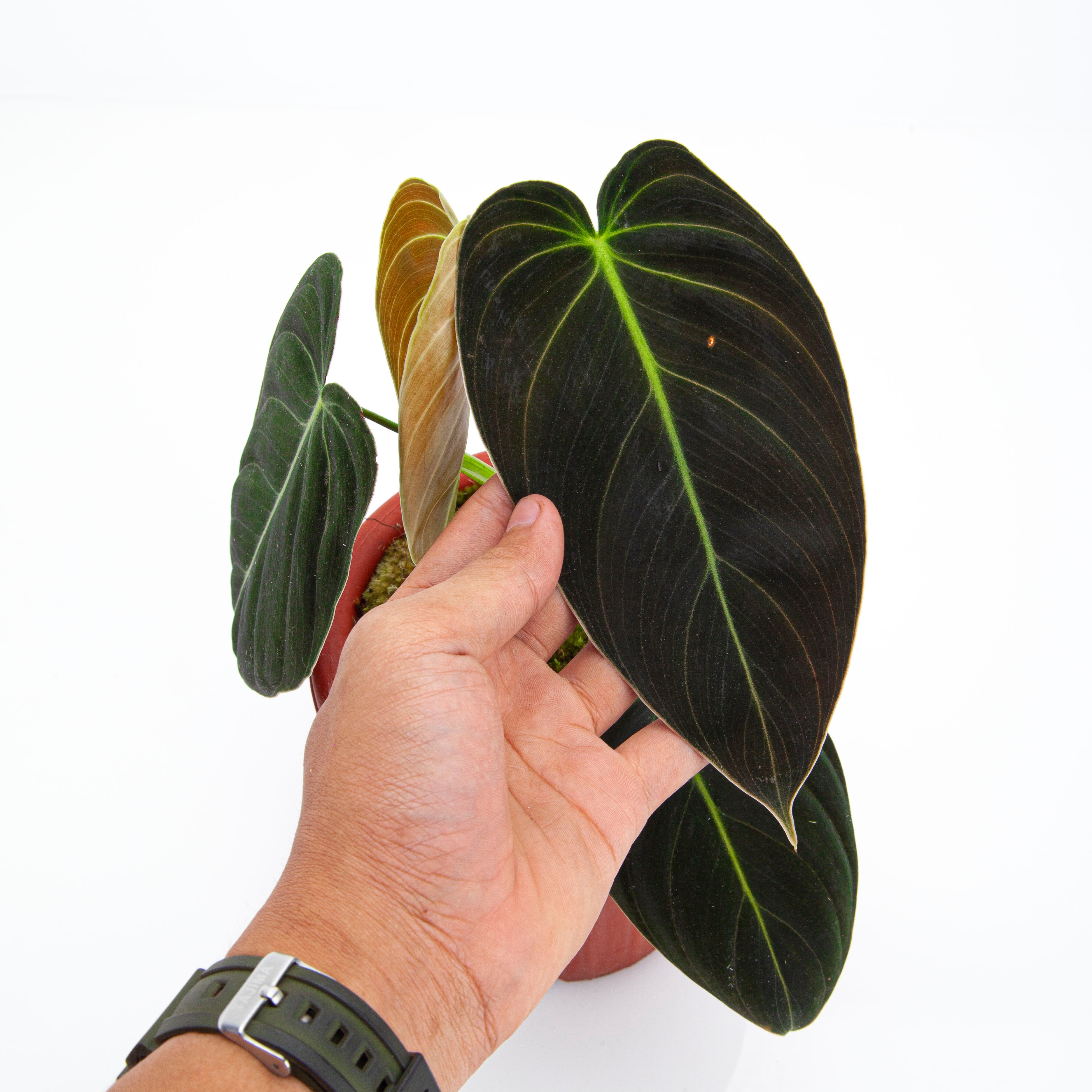 Philodendron Melanochrysum