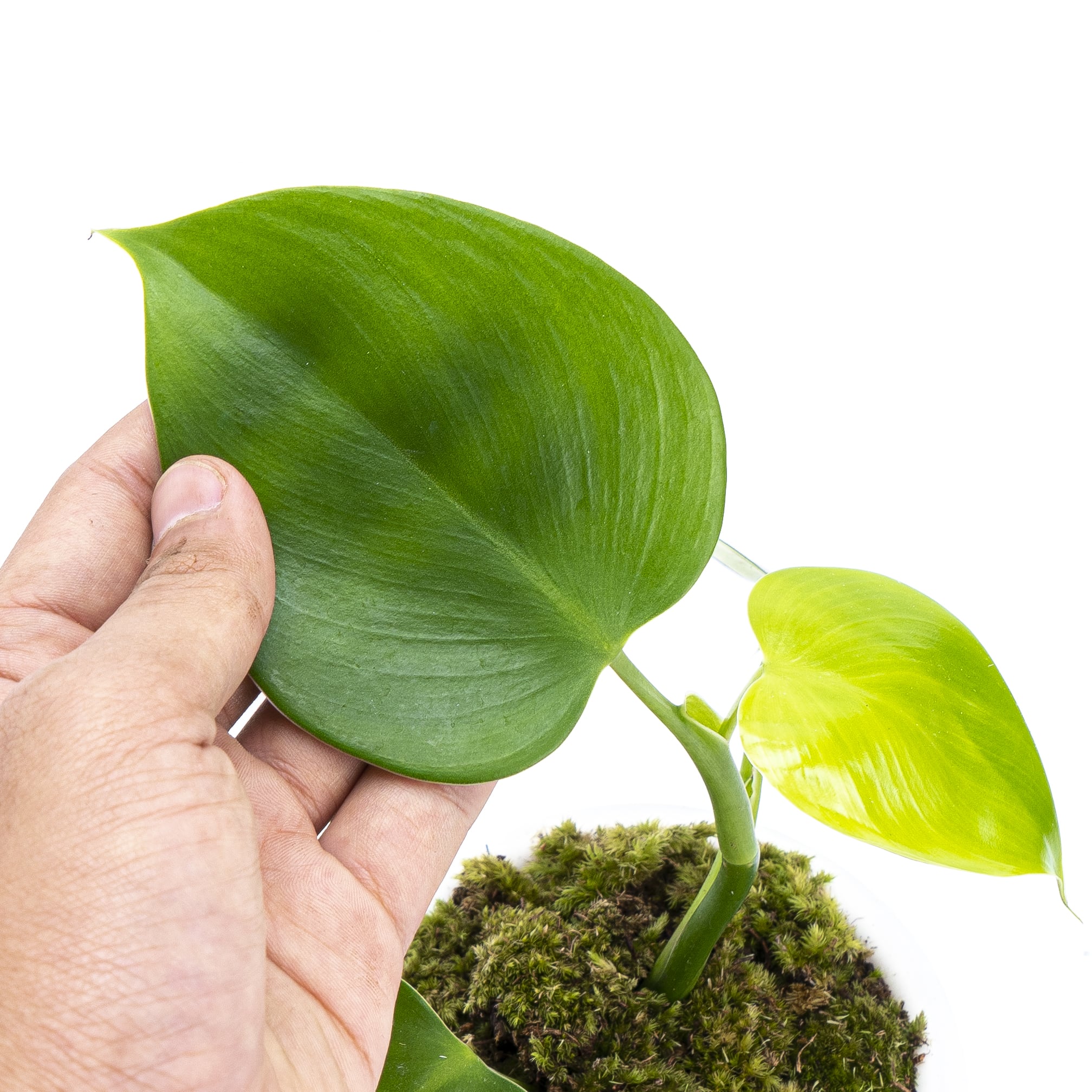 Philodendron Microstictum