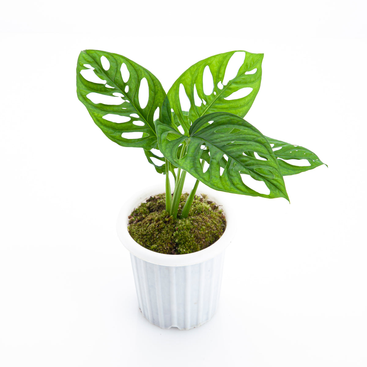 Monstera Acuminata