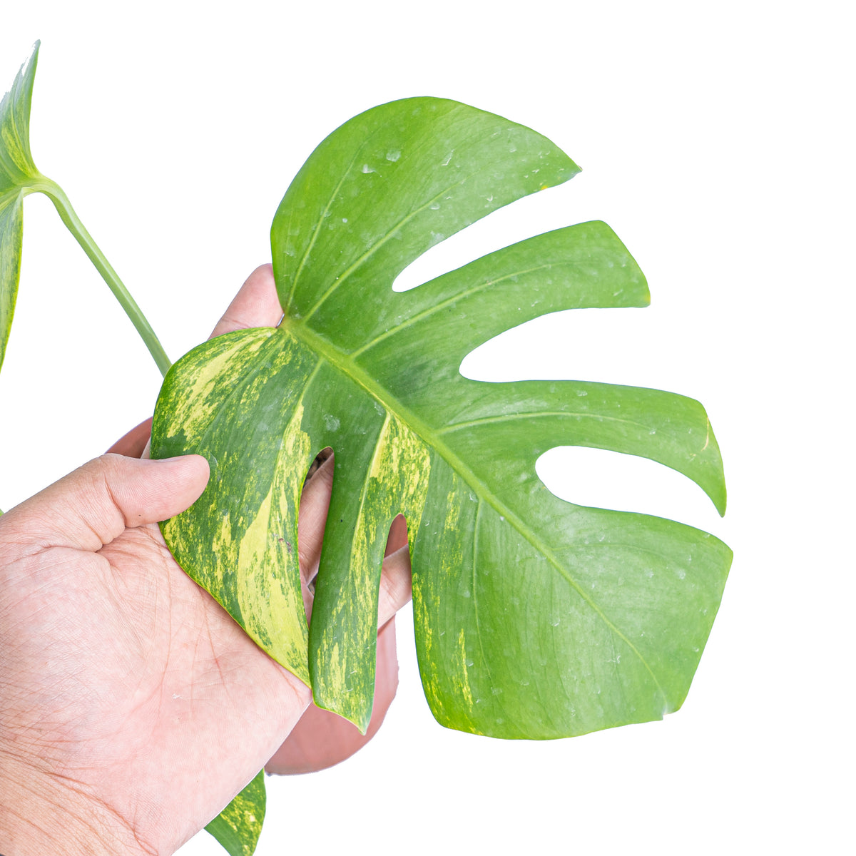 Monstera Aurea Variegated - Marmorata