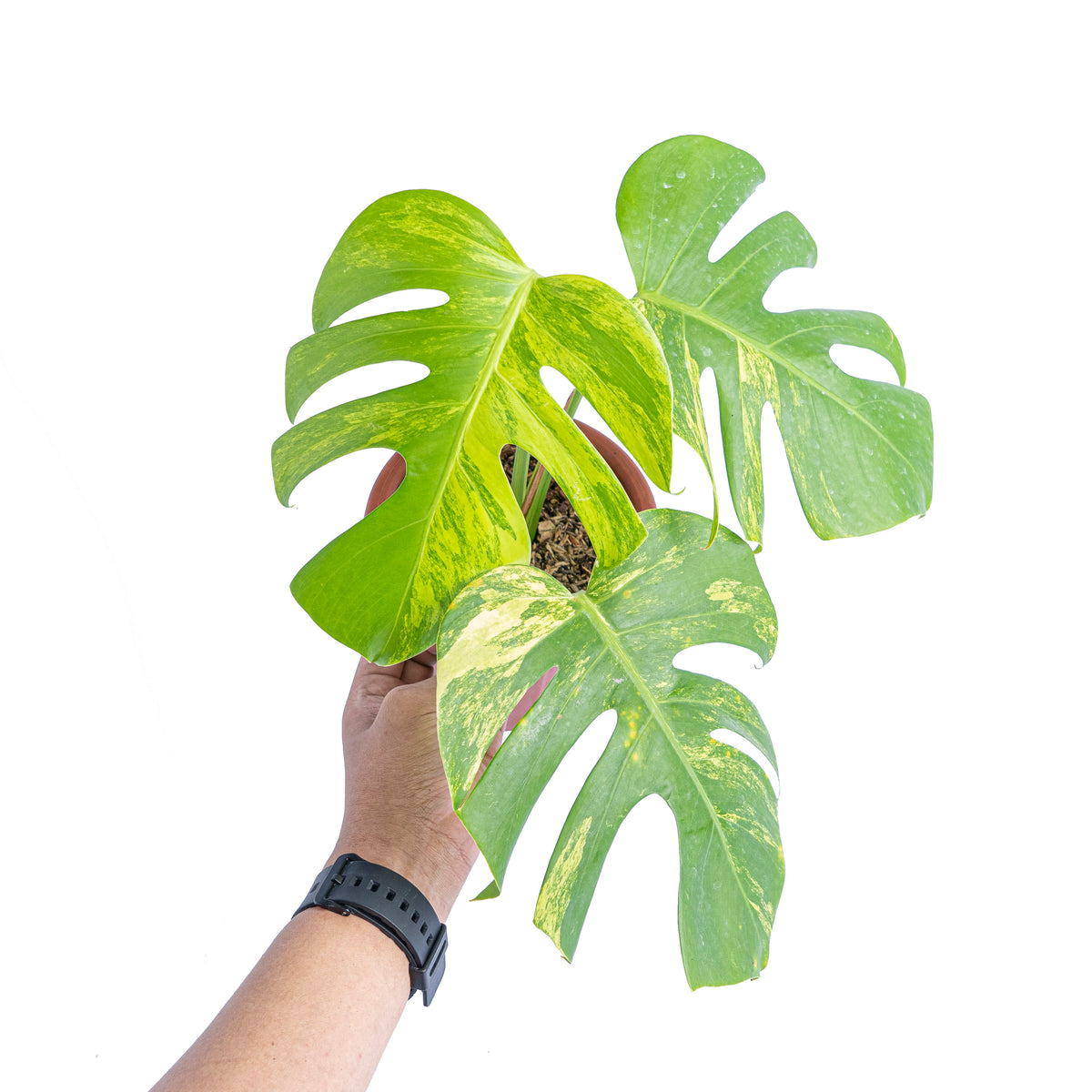 Monstera Aurea Variegated - Marmorata