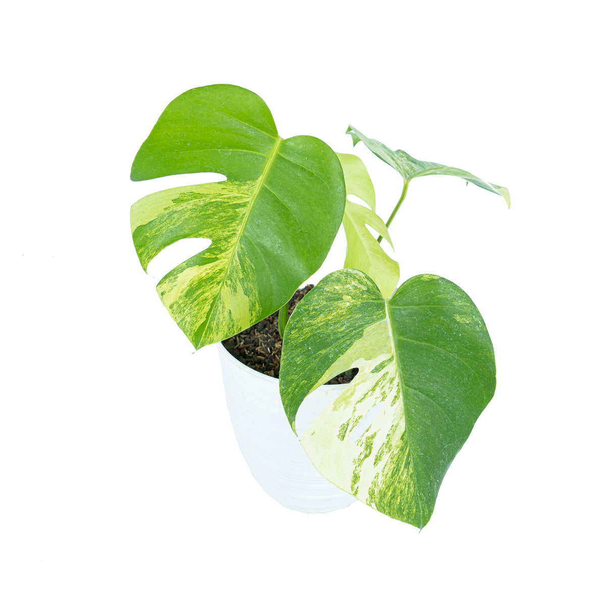 Monstera Essentials Pack