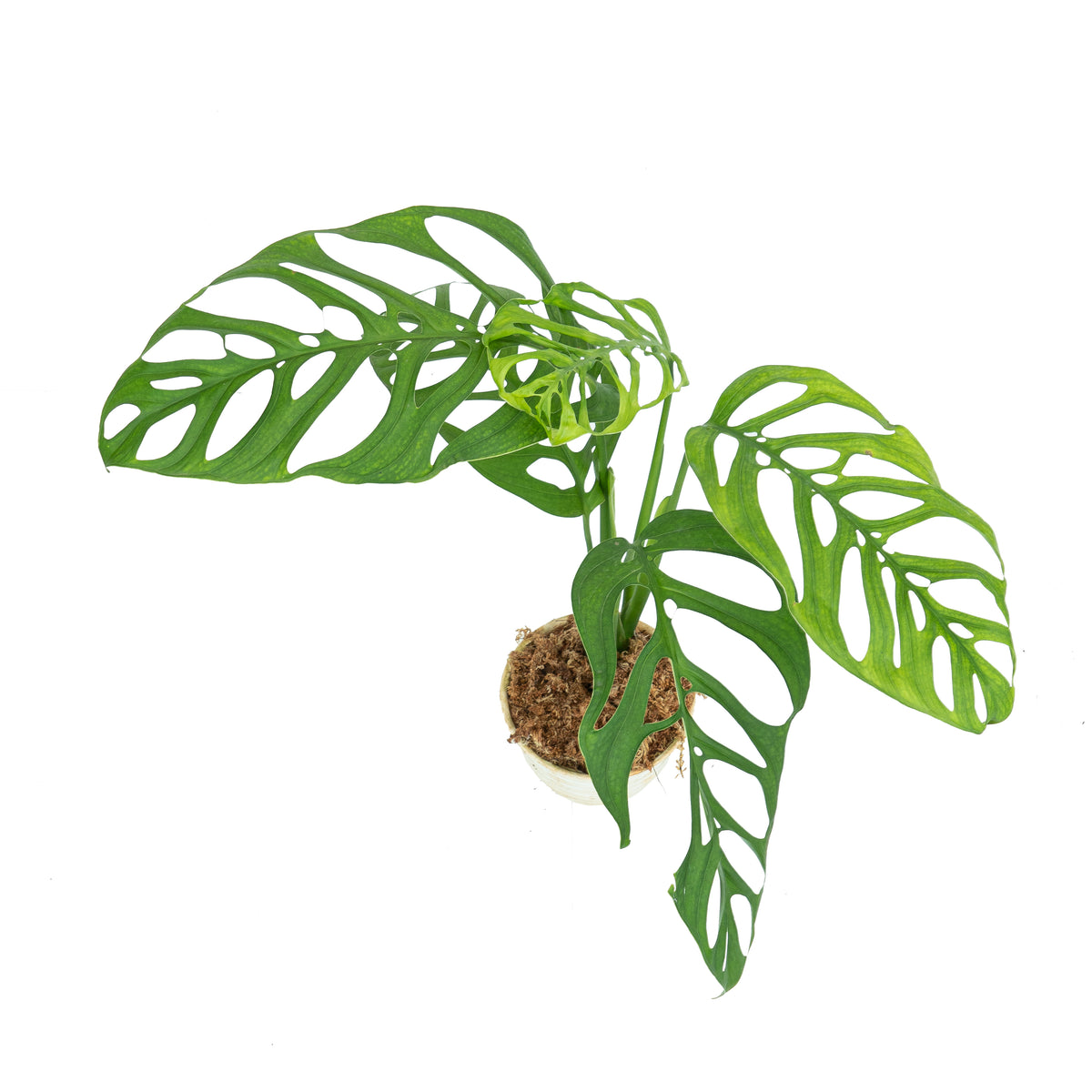 Monstera Essentials Pack