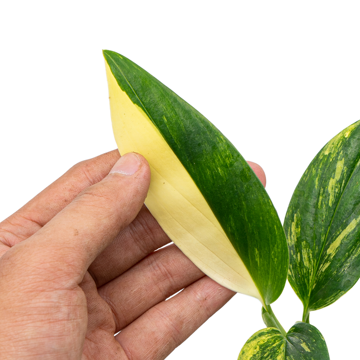 Monstera Standleyana Aurea Variegated