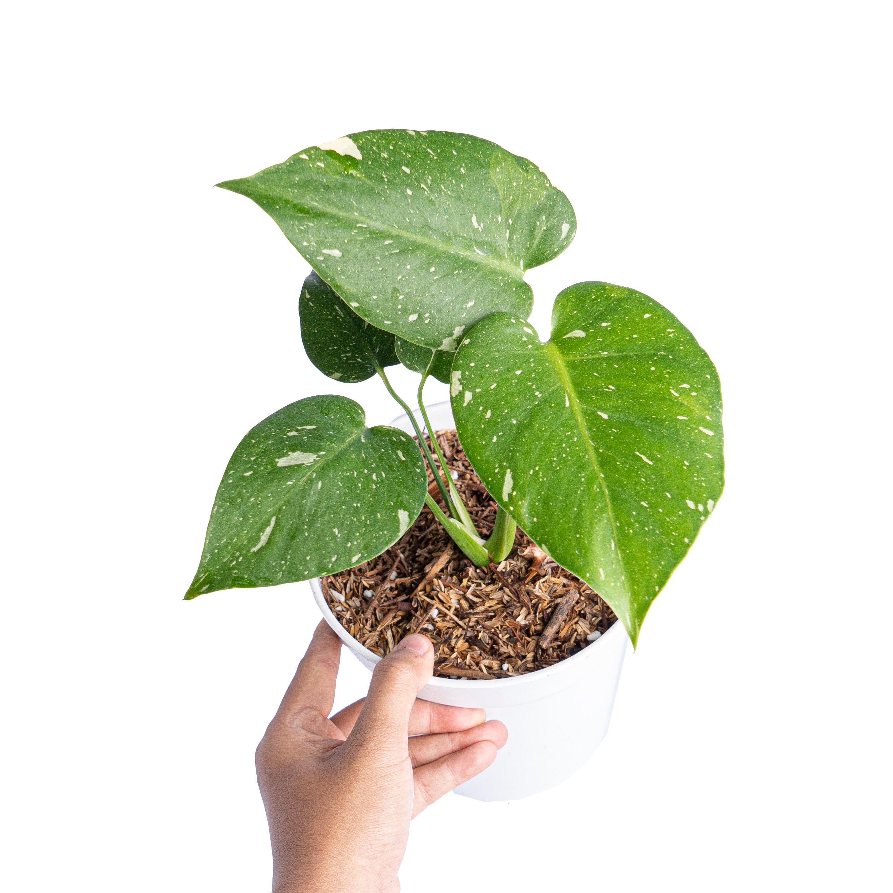 Monstera Thai Constellation Little