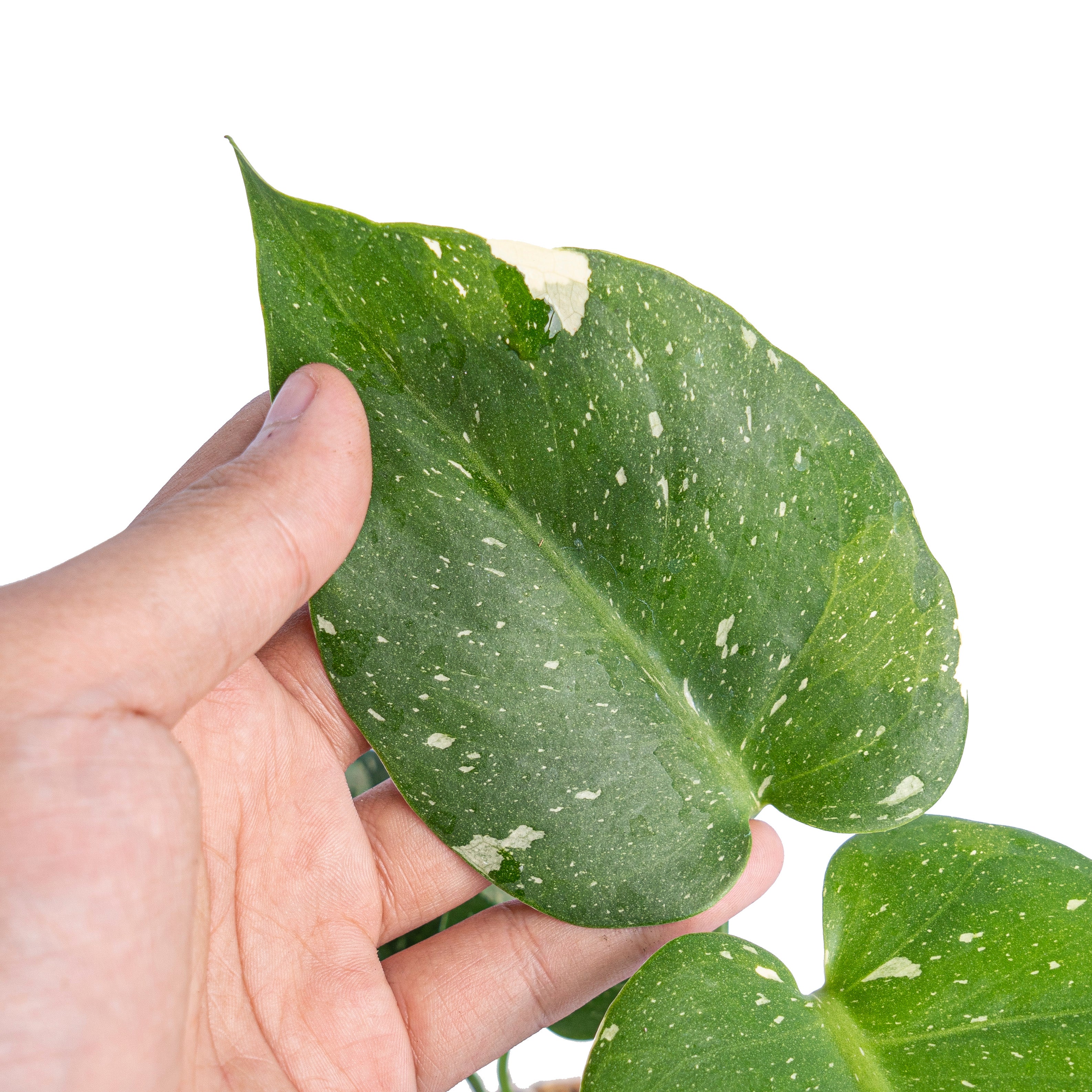 Monstera Thai Constellation Little