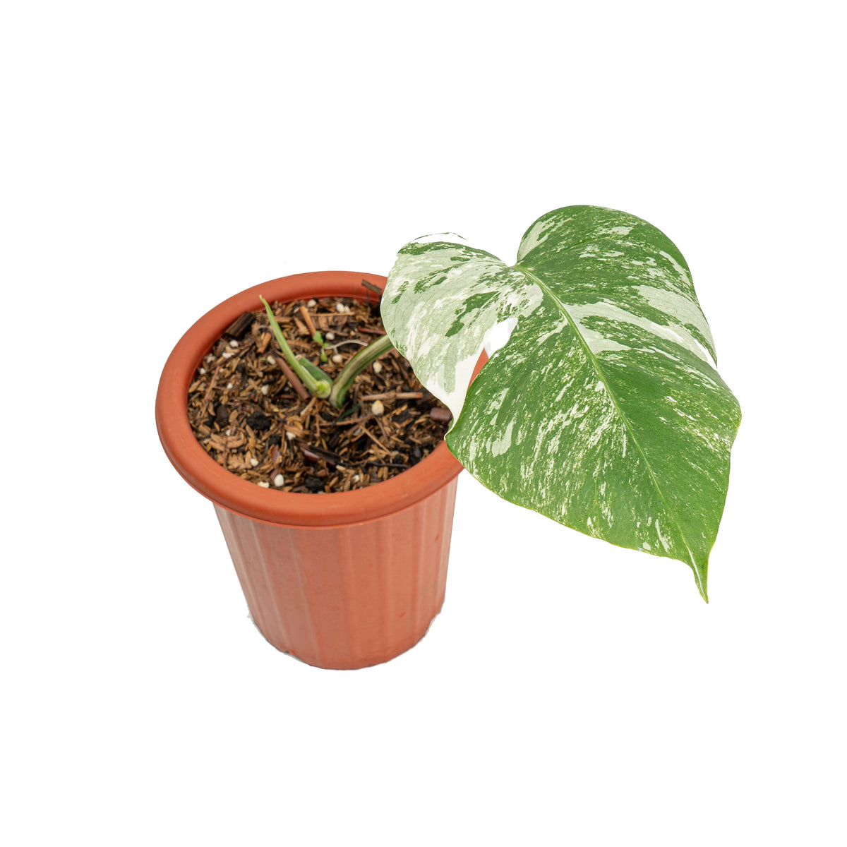 Monstera albo variegated cutting - 1 leaf