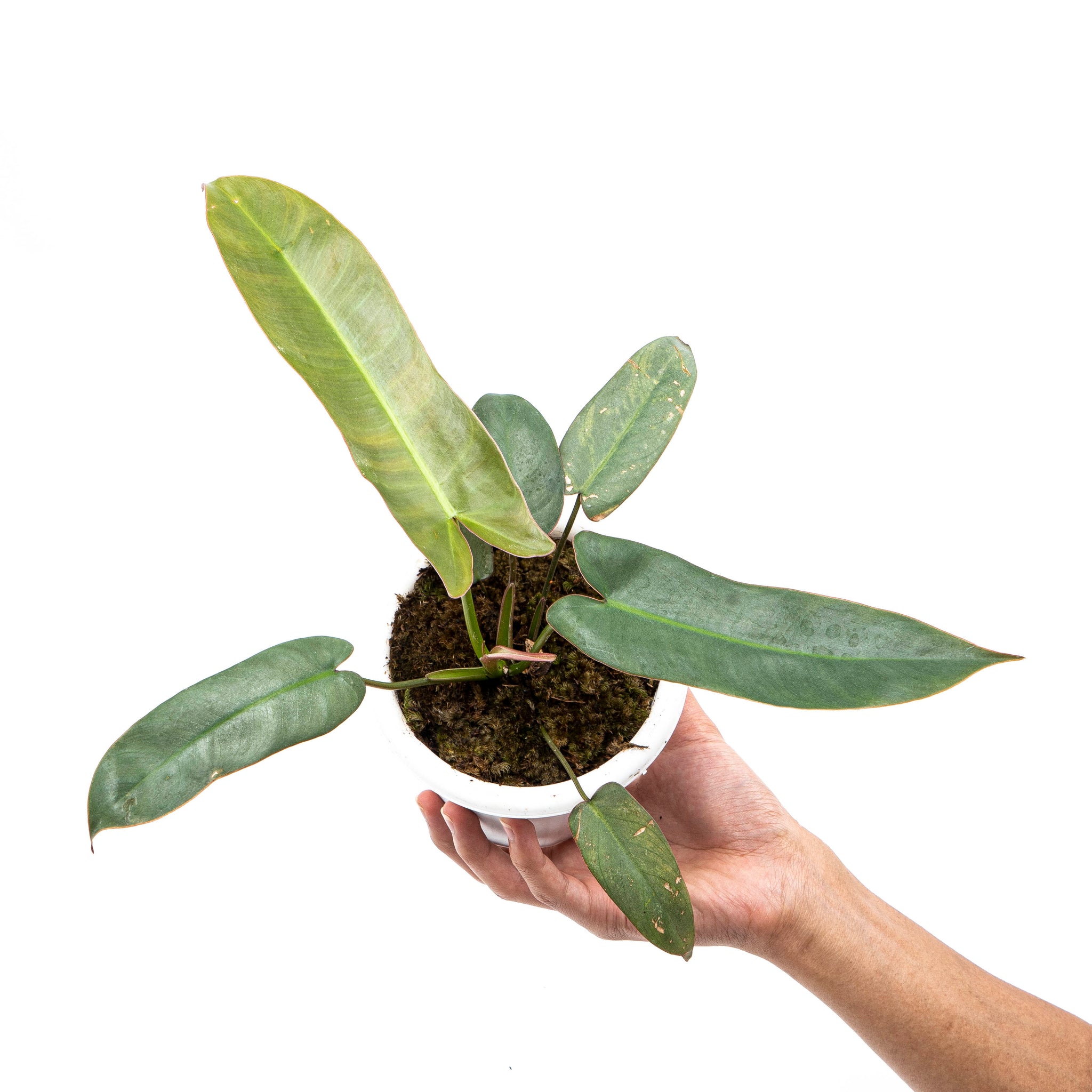 philodendron atabapoense buy Philodendron Atabapoense