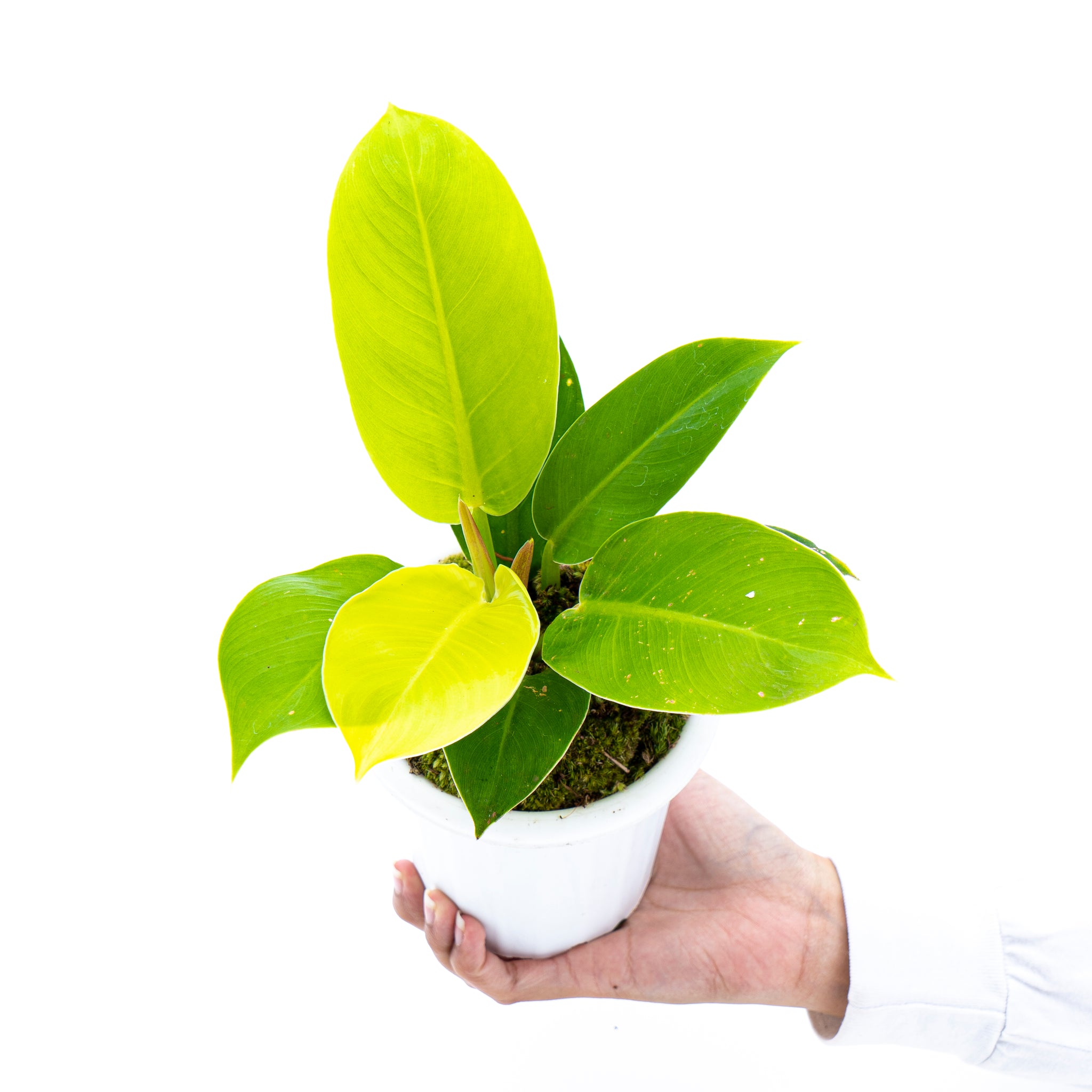 philodendron moonlight rare Philodendron Moonlight