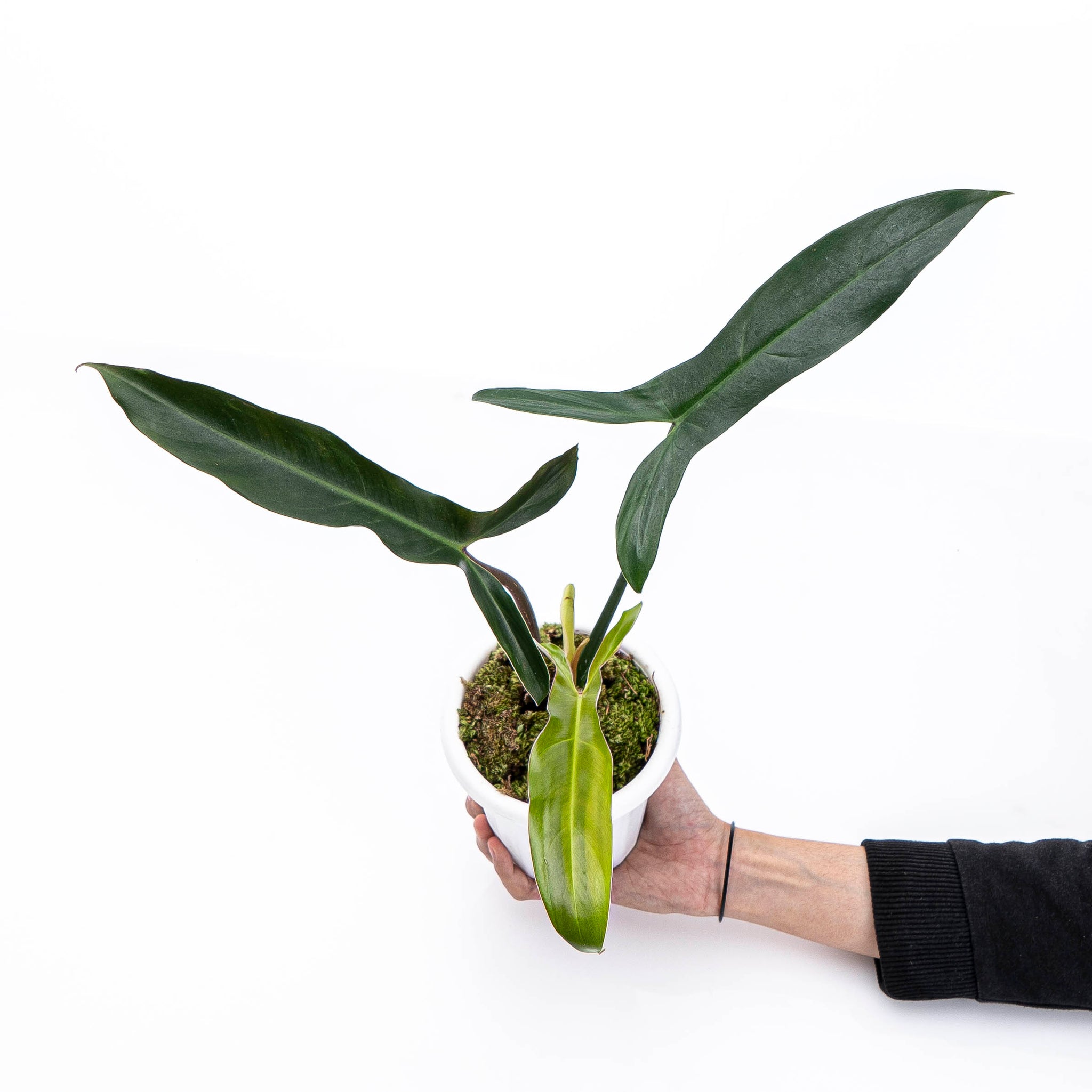 mexicanum philodendron Philodendron Mexicanum: Buy Plant Online In India