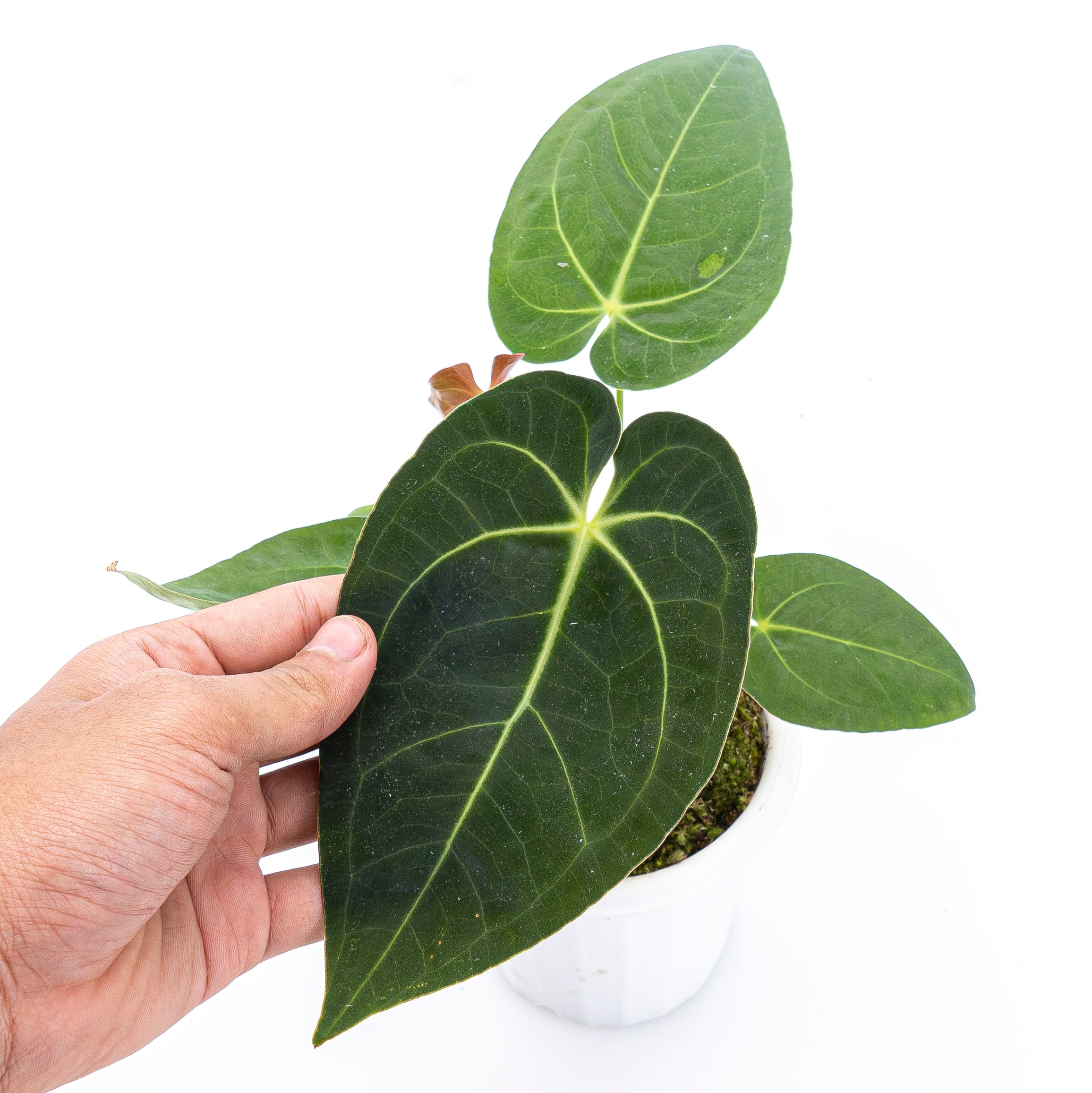 Anthurium Papilaminum X Magnificum Verde