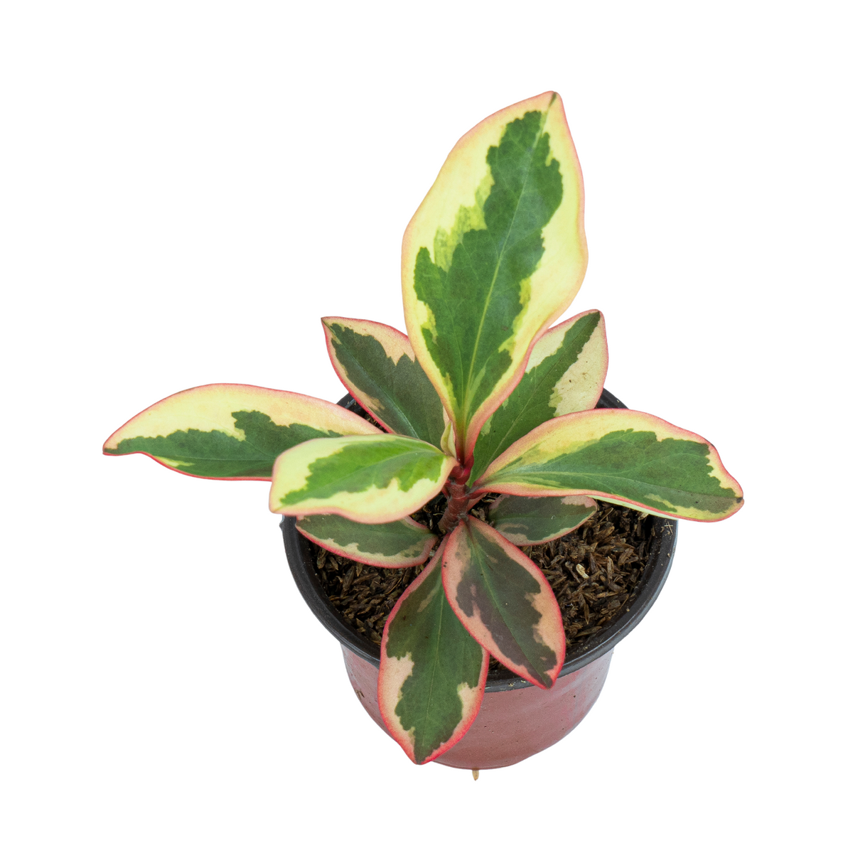 Peperomia Clusiifolia Variegated
