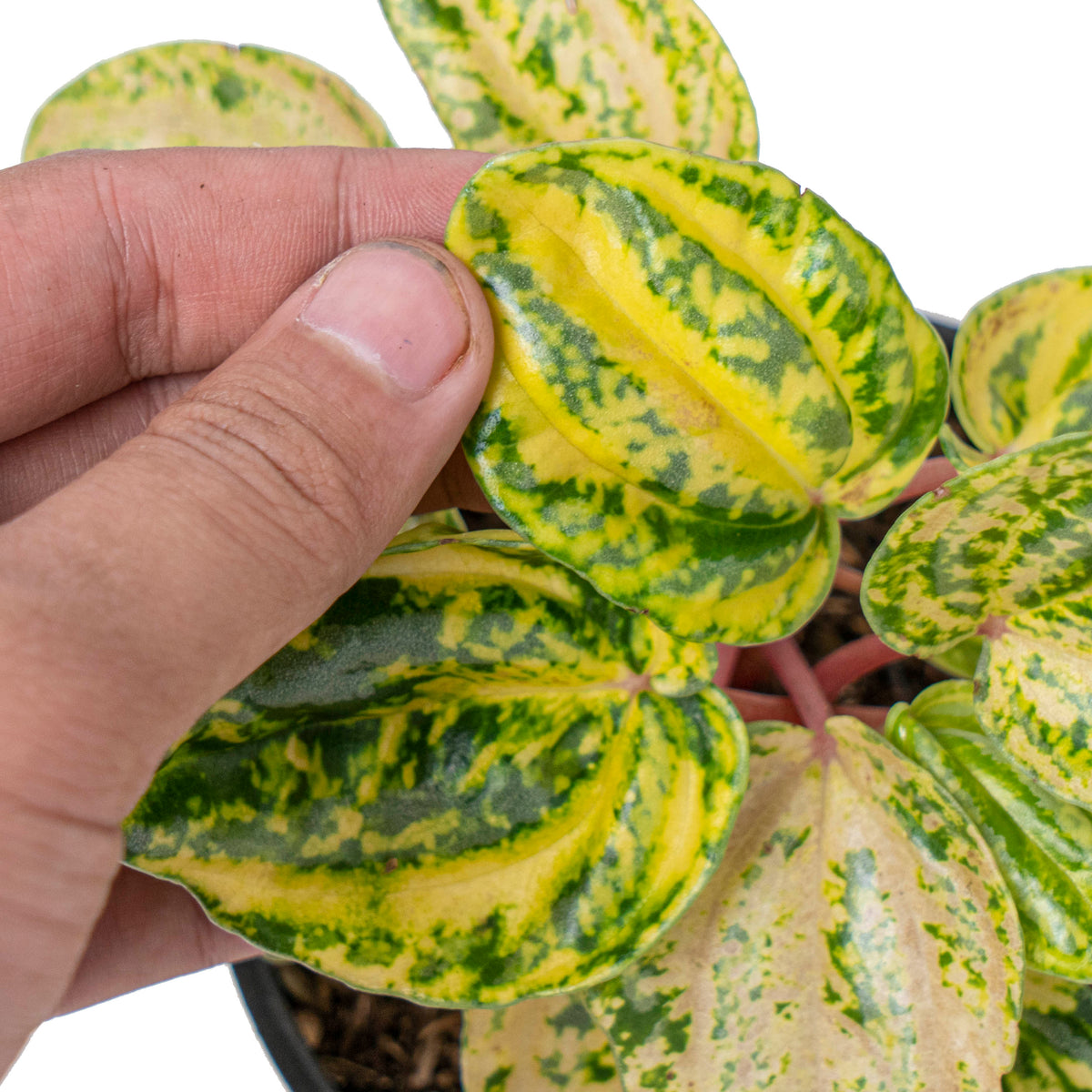 Peperomia starfruit aurea variagated