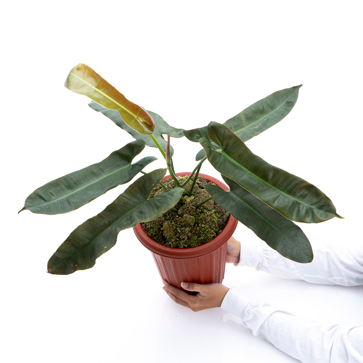 Philodendron Atabapoense