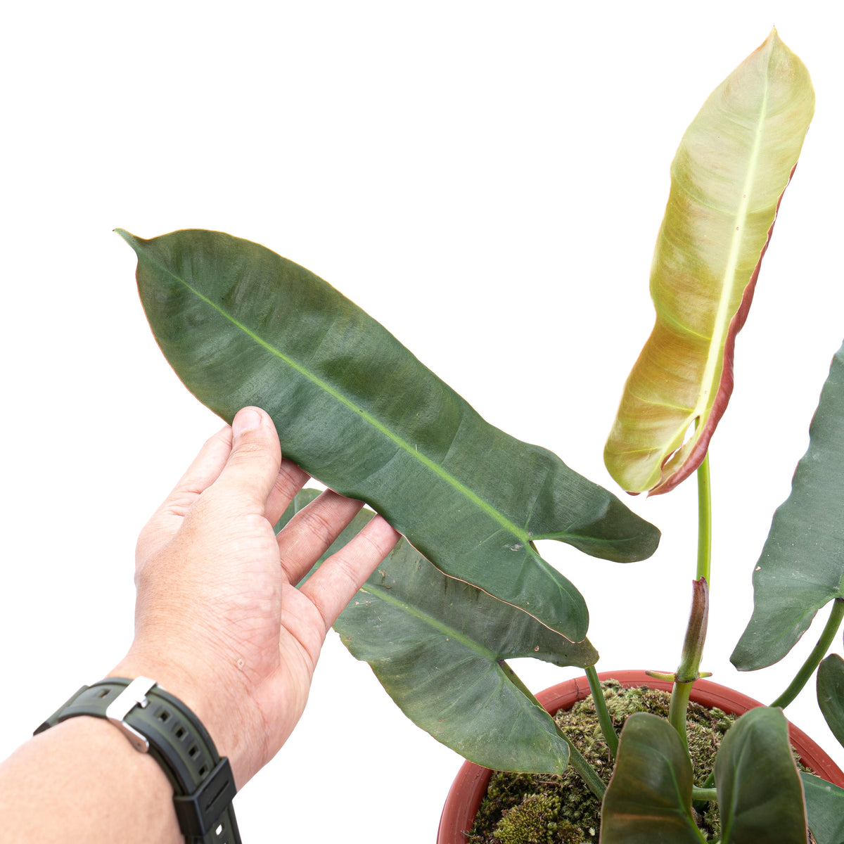 Philodendron Atabapoense