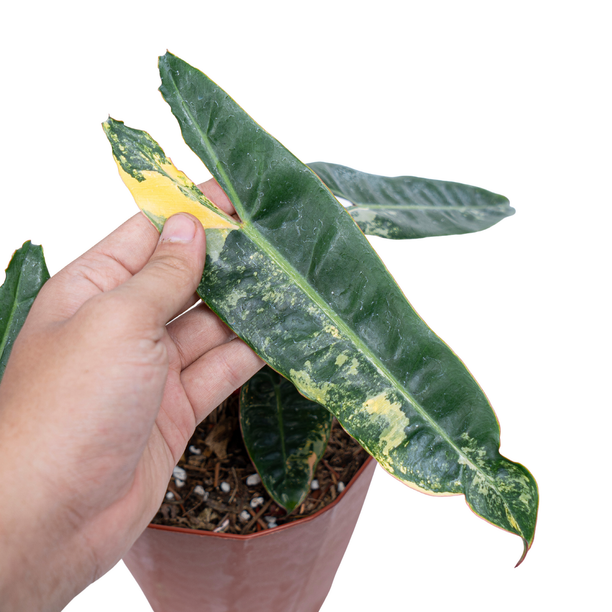 Philodendron Billietiae Variegated