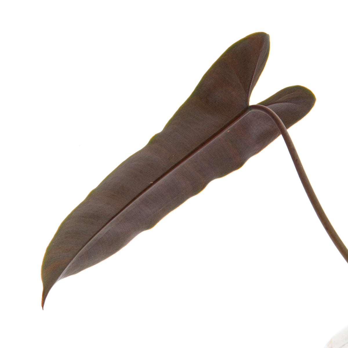 Philodendron Billiteae x Atabapoense