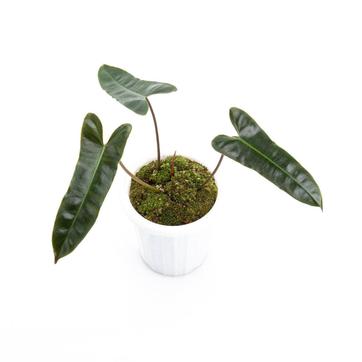 Philodendron Billiteae x Atabapoense