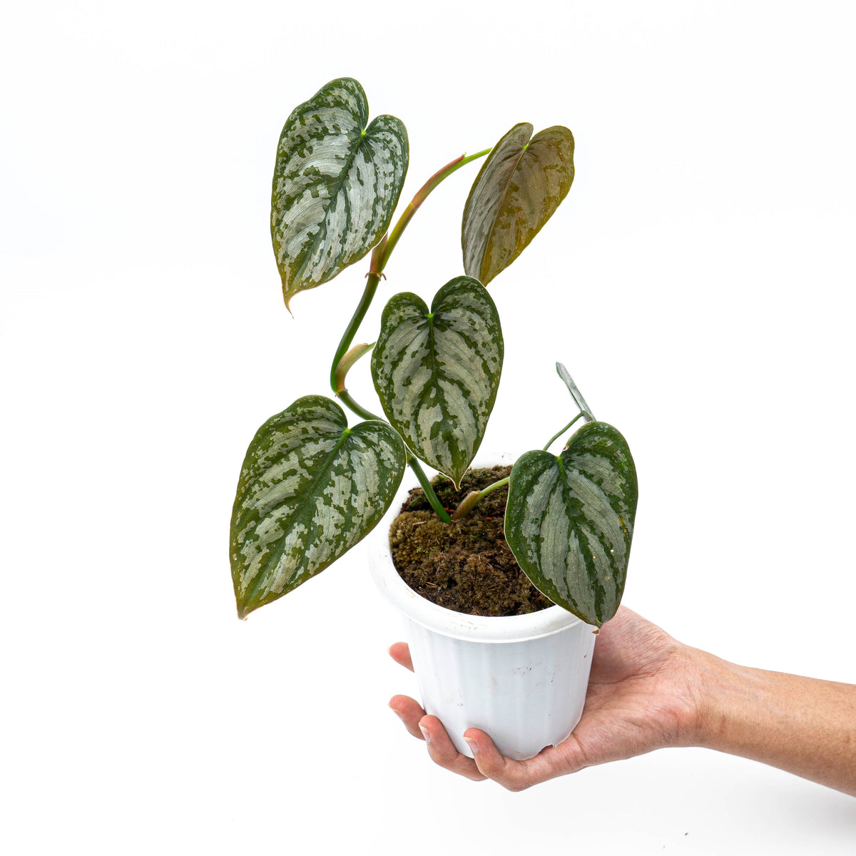 Philodendron Brandtianum