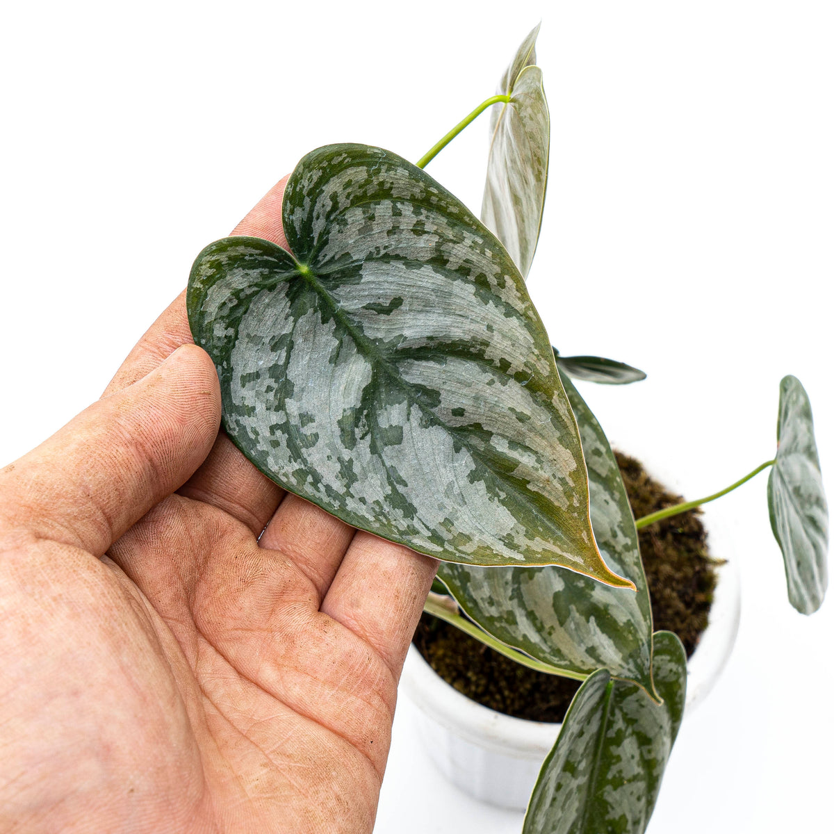 Philodendron Brandtianum