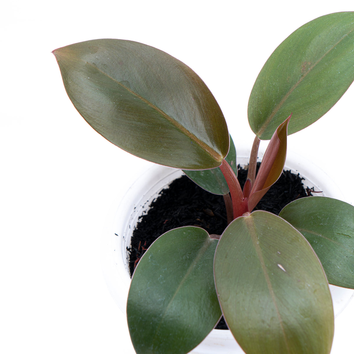 Philodendron Compact Congo