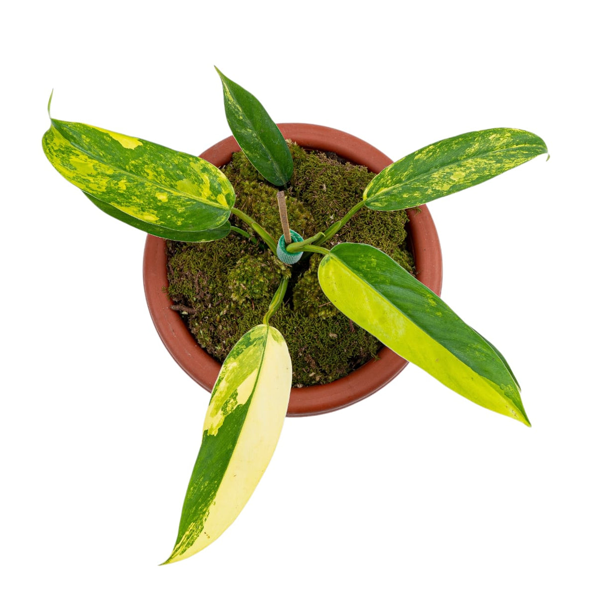 Philodendron Domesticum Variegated