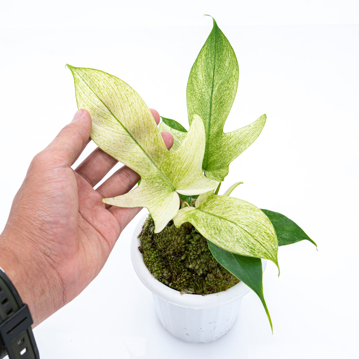 Philodendron Florida Ghost