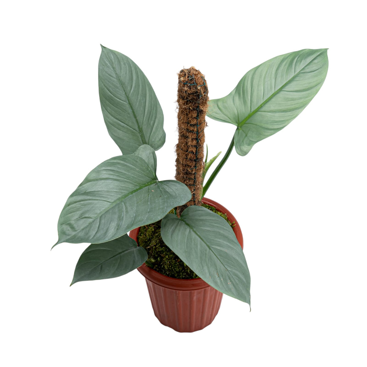 Philodendron Hastatum Silver Sword
