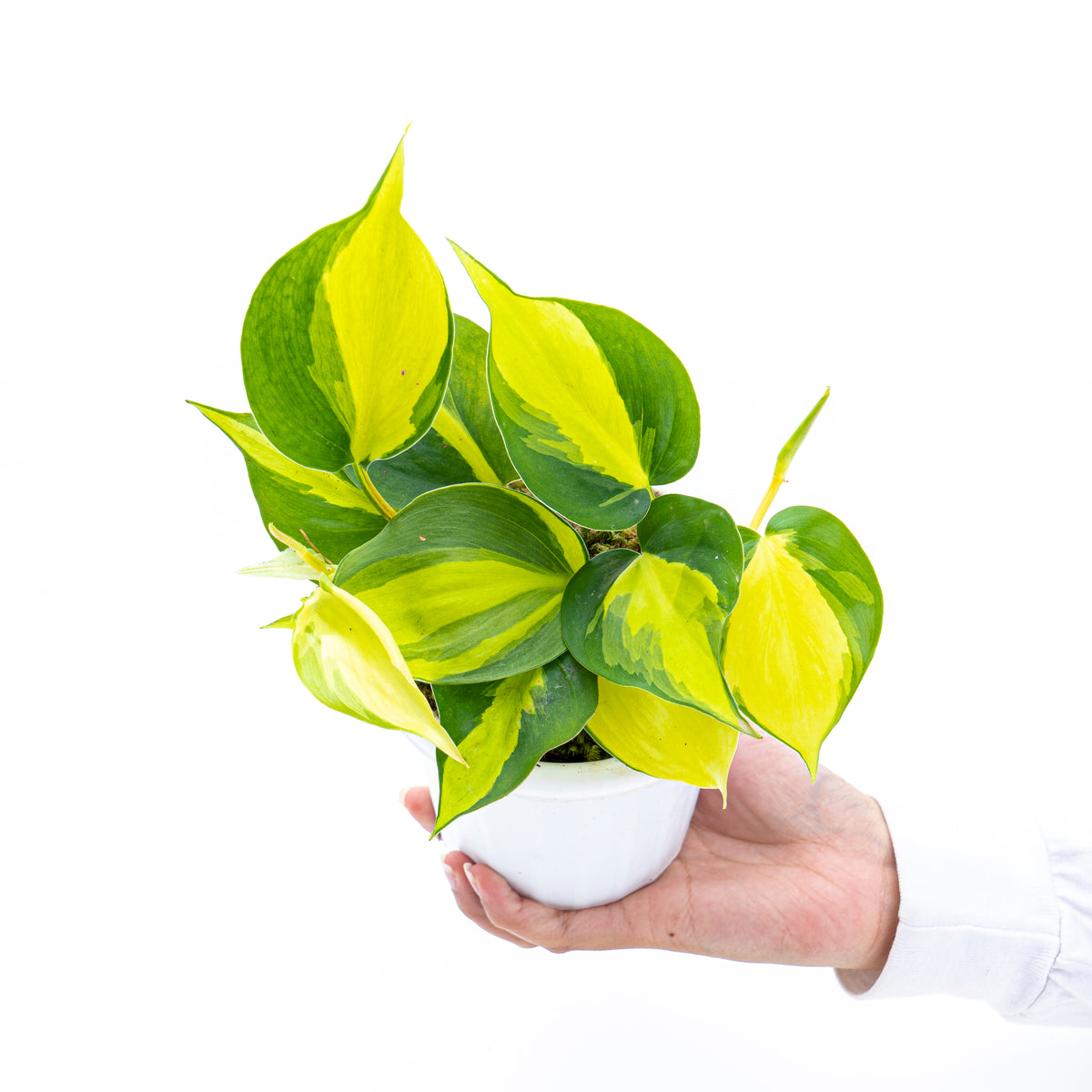 Philodendron Hederaceum Variegated - Brasil