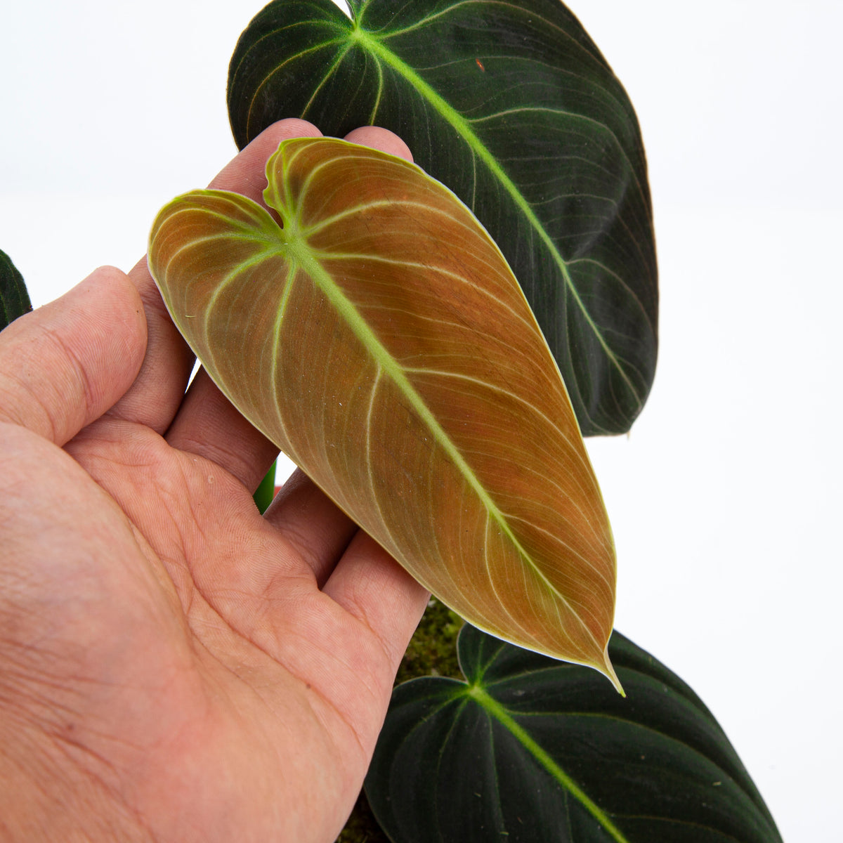 Philodendron Melanochrysum