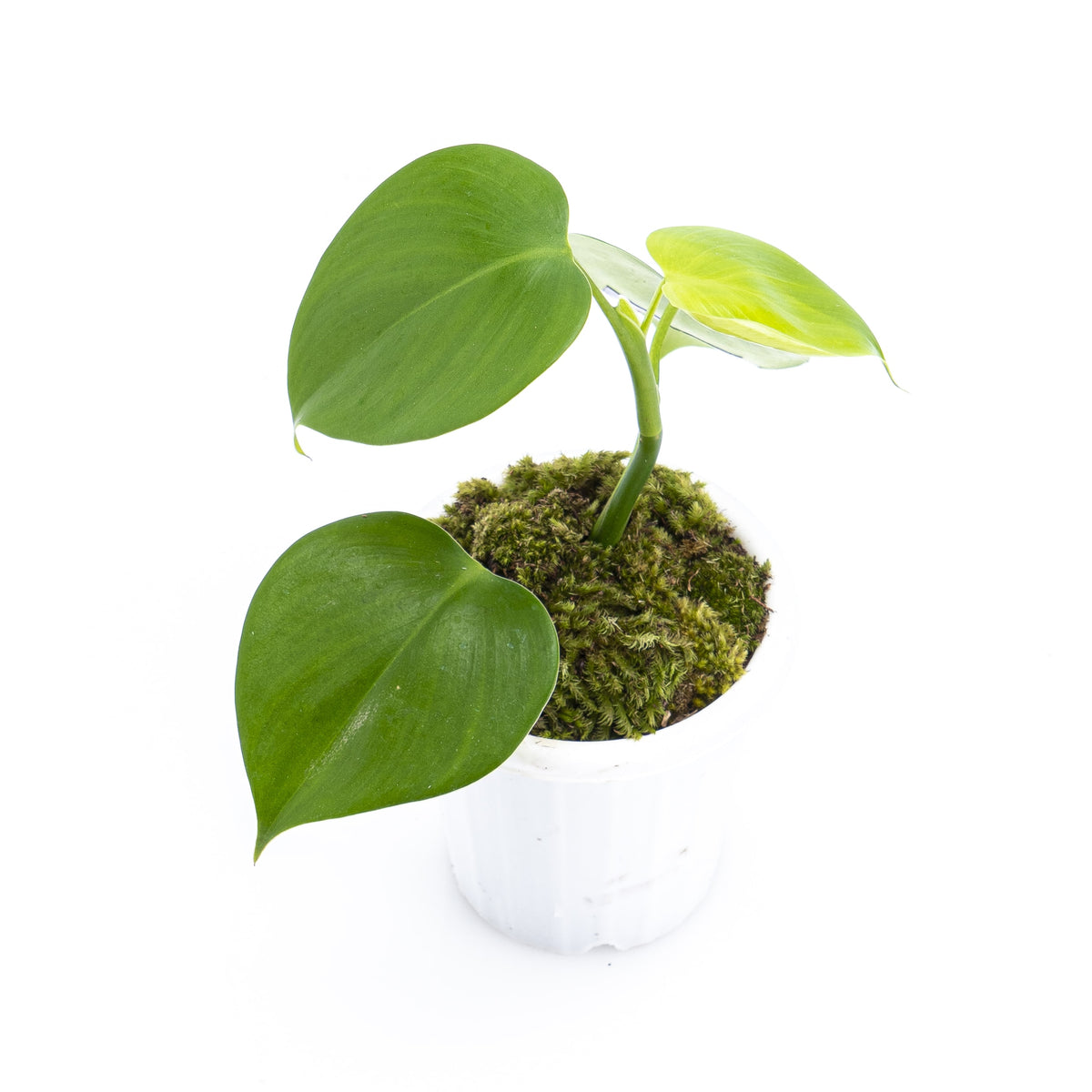 Philodendron Microstictum
