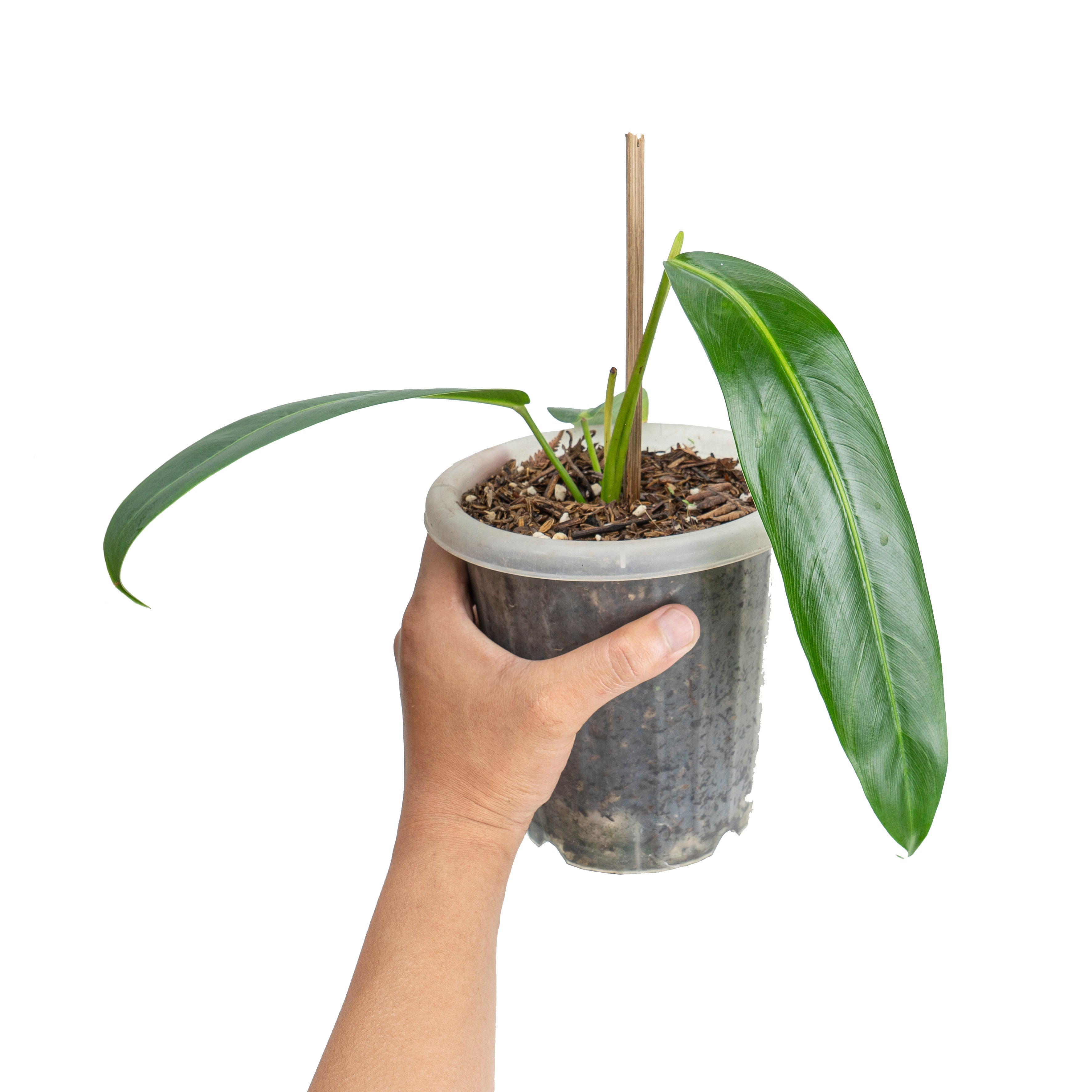 Philodendron Patriciae