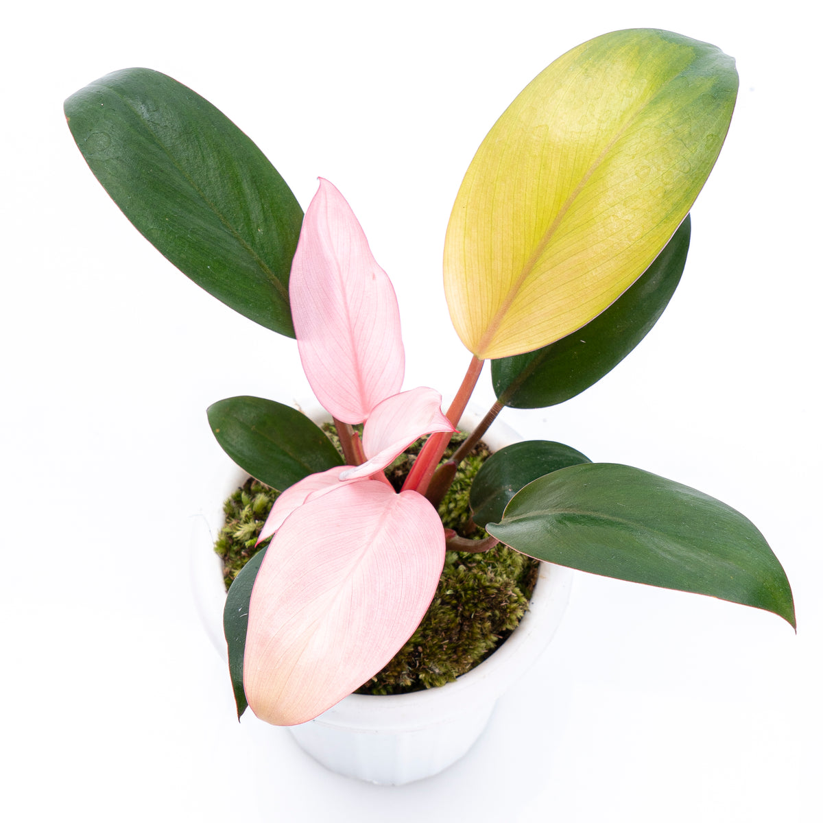 Philodendron Pink Congo