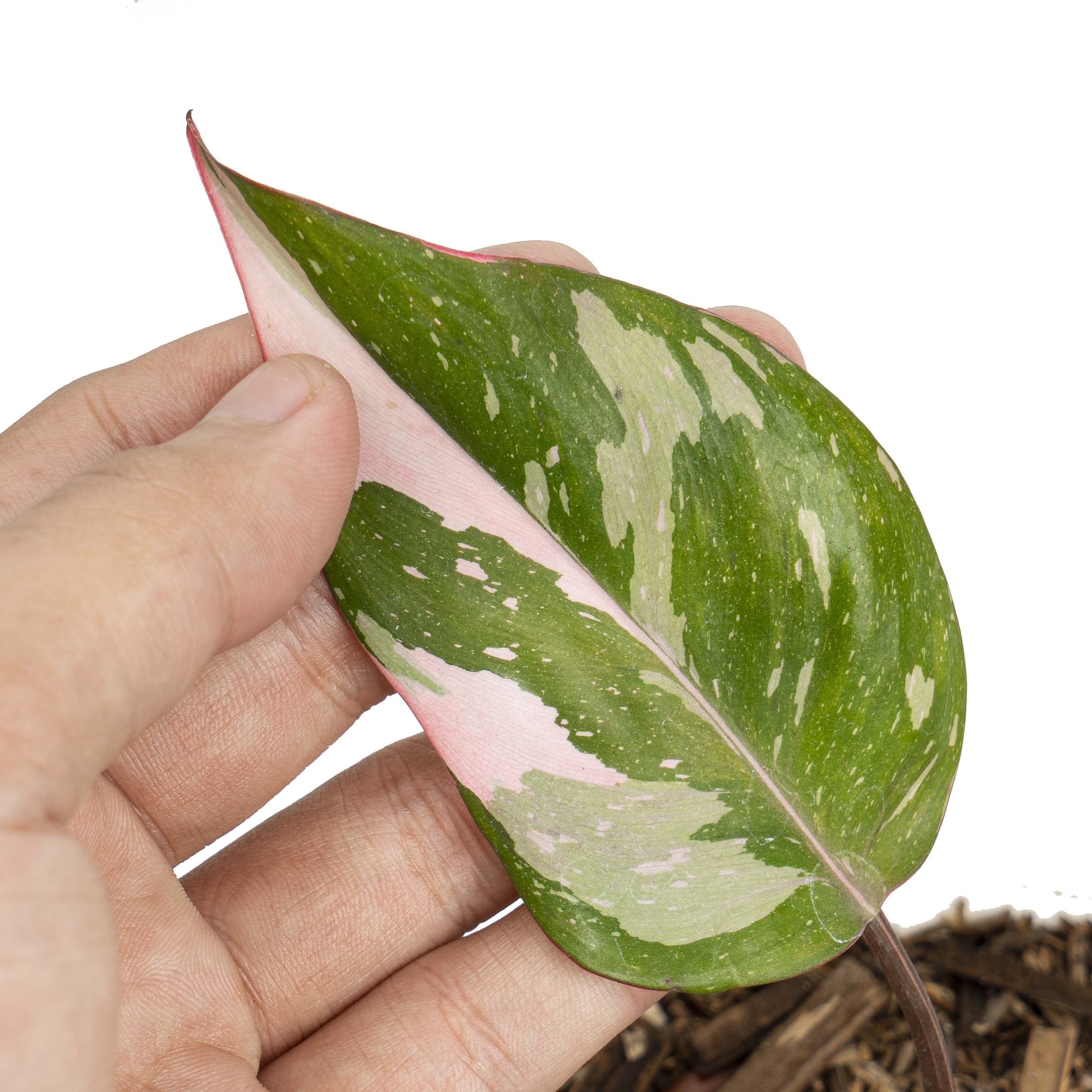 Philodendron pink princess marble