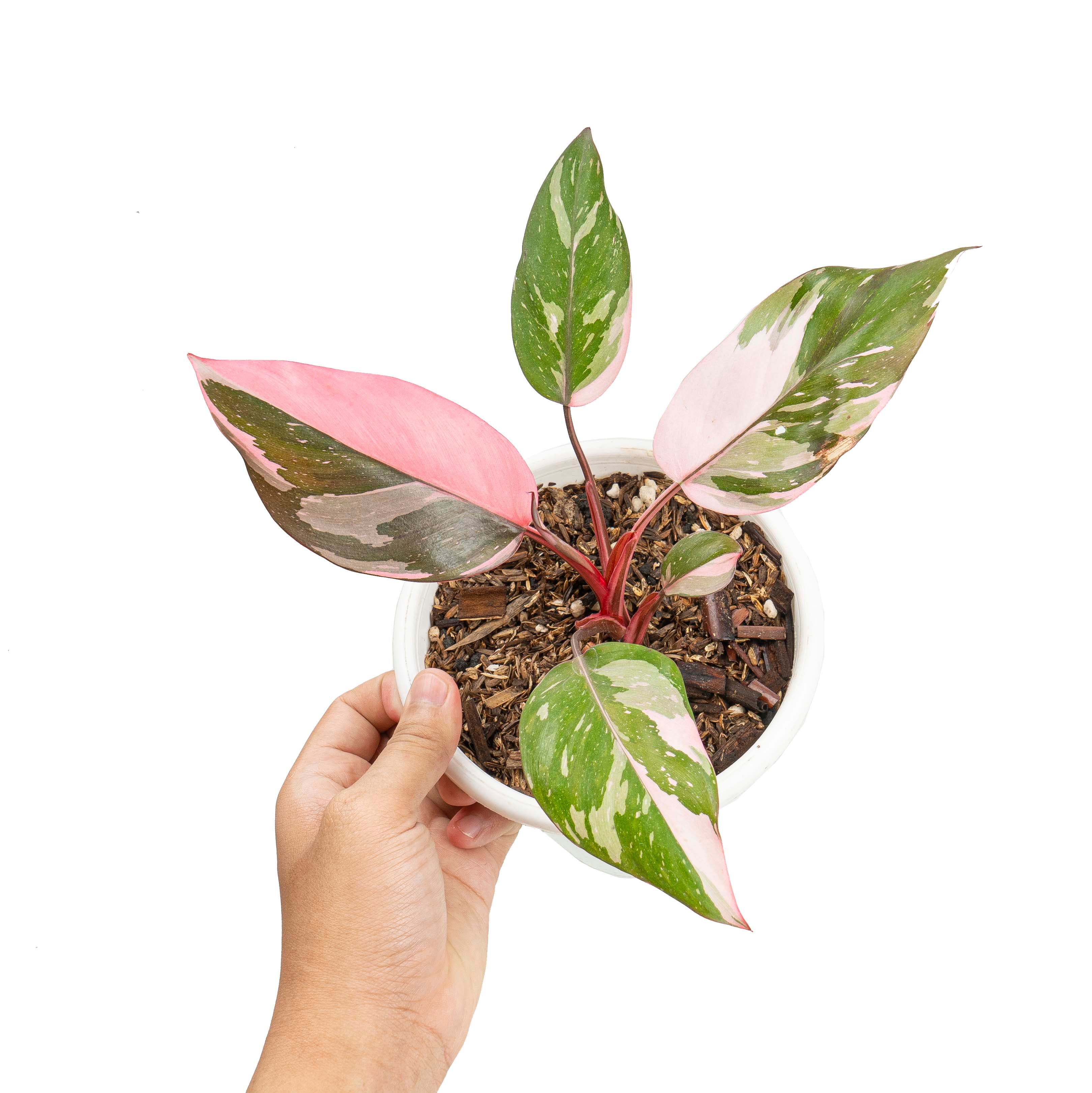 Philodendron pink princess marble